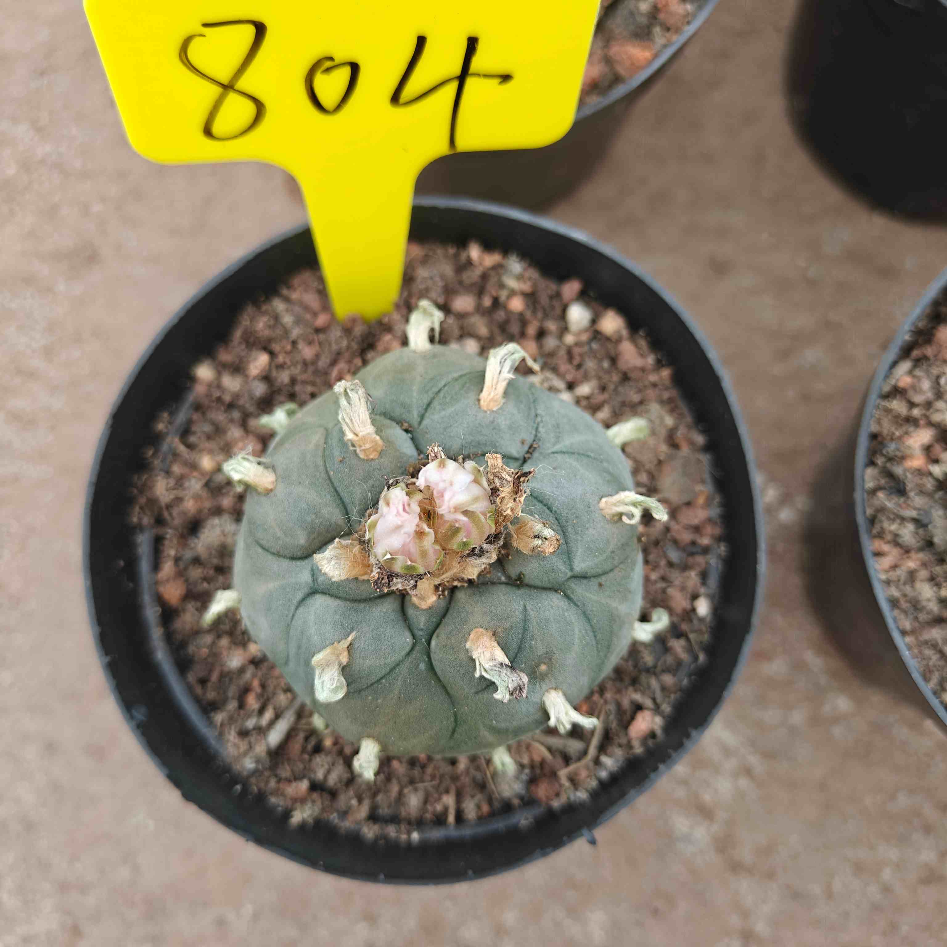 6-7cm（WYSIWYG）Lophophora williamsii （single head）6-8 years old Number 821