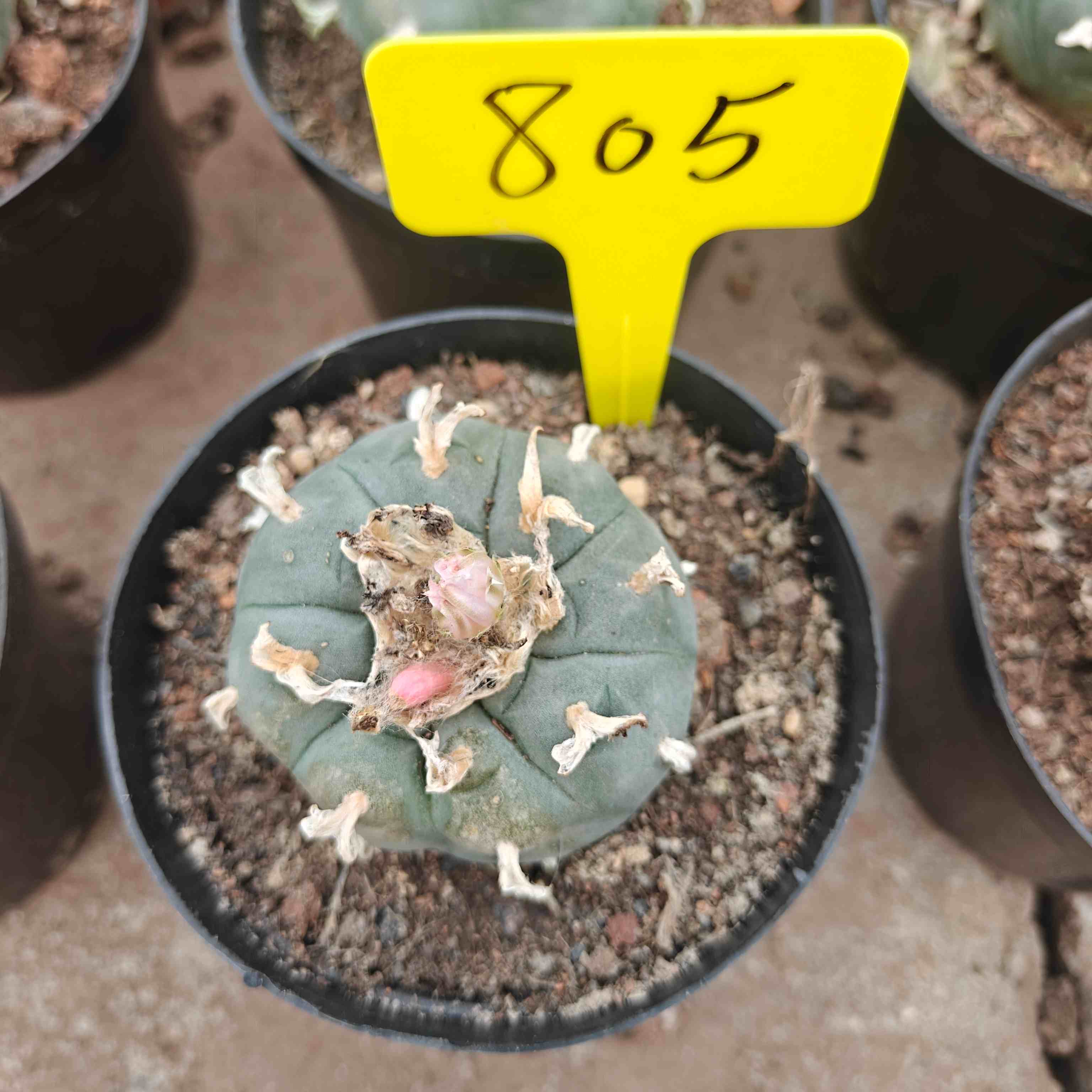 6-7cm（WYSIWYG）Lophophora williamsii （single head）6-8 years old Number 805