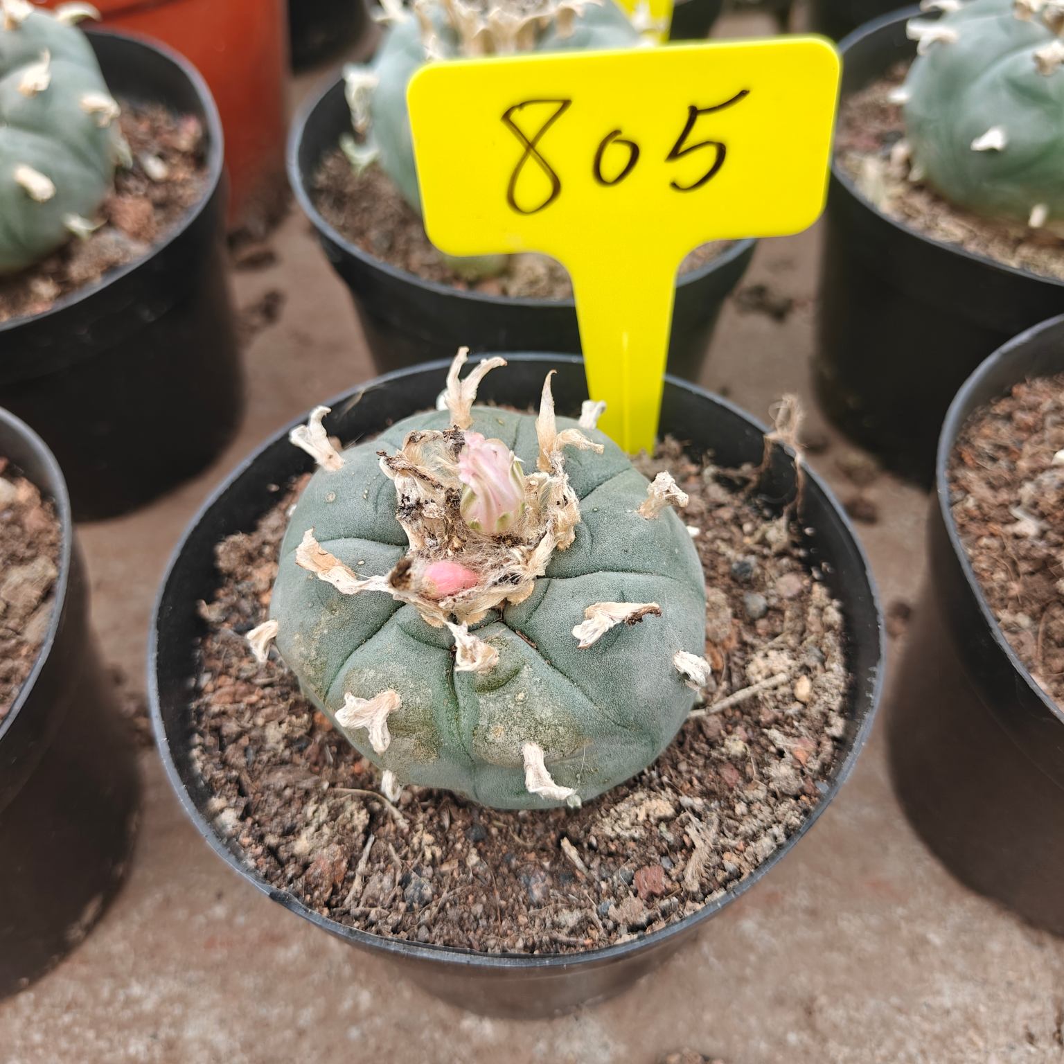 6-7cm（WYSIWYG）Lophophora williamsii （single head）6-8 years old Number 805