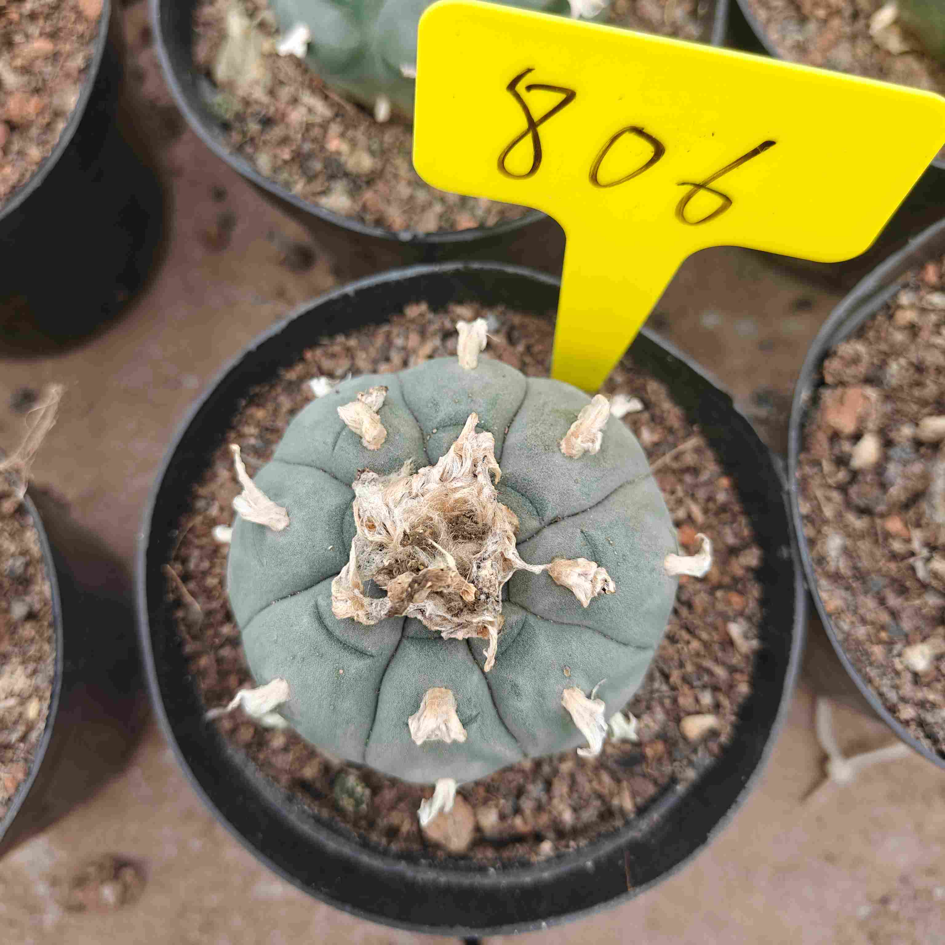 6-7cm（WYSIWYG）Lophophora williamsii （single head）6-8 years old Number 806