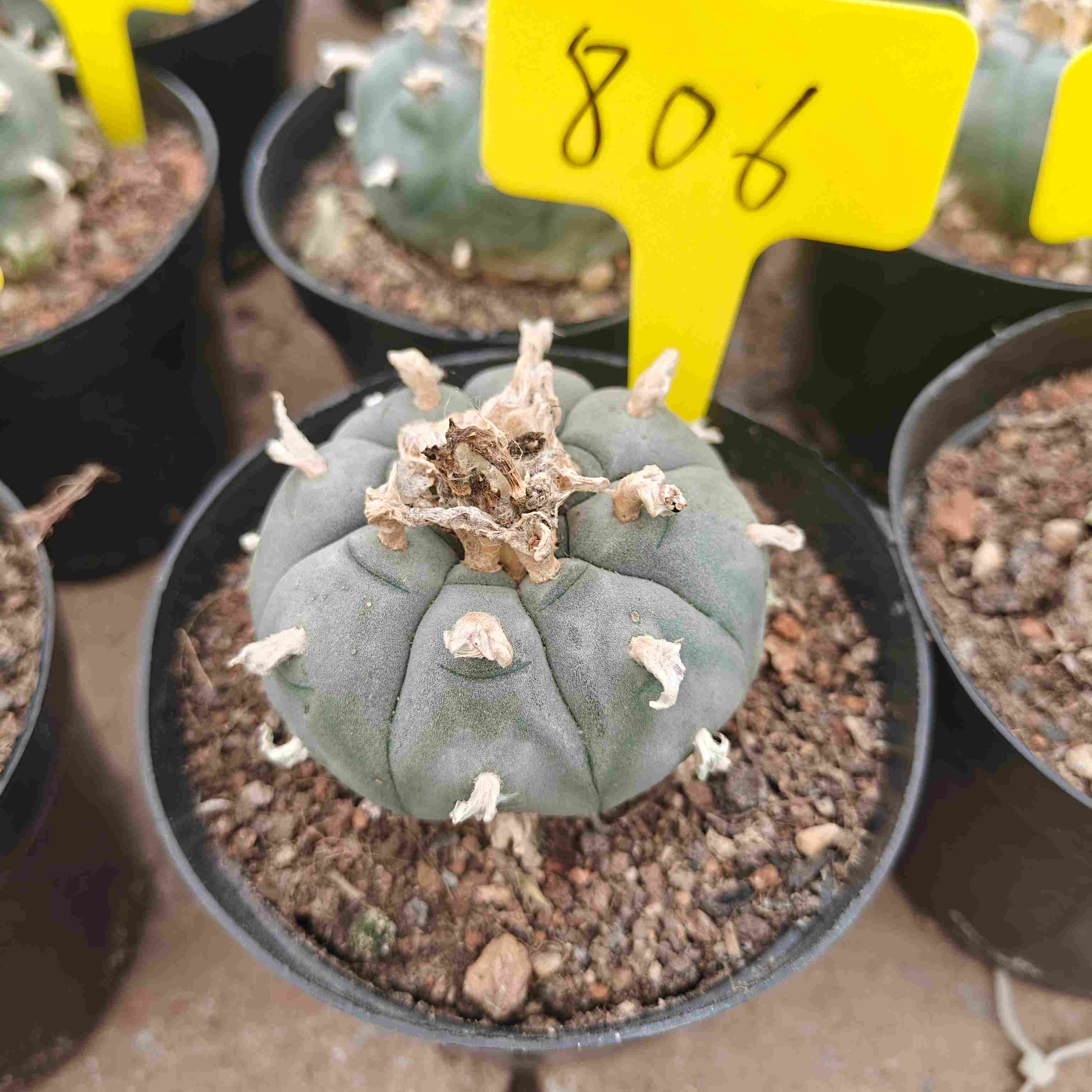 6-7cm（WYSIWYG）Lophophora williamsii （single head）6-8 years old Number 806
