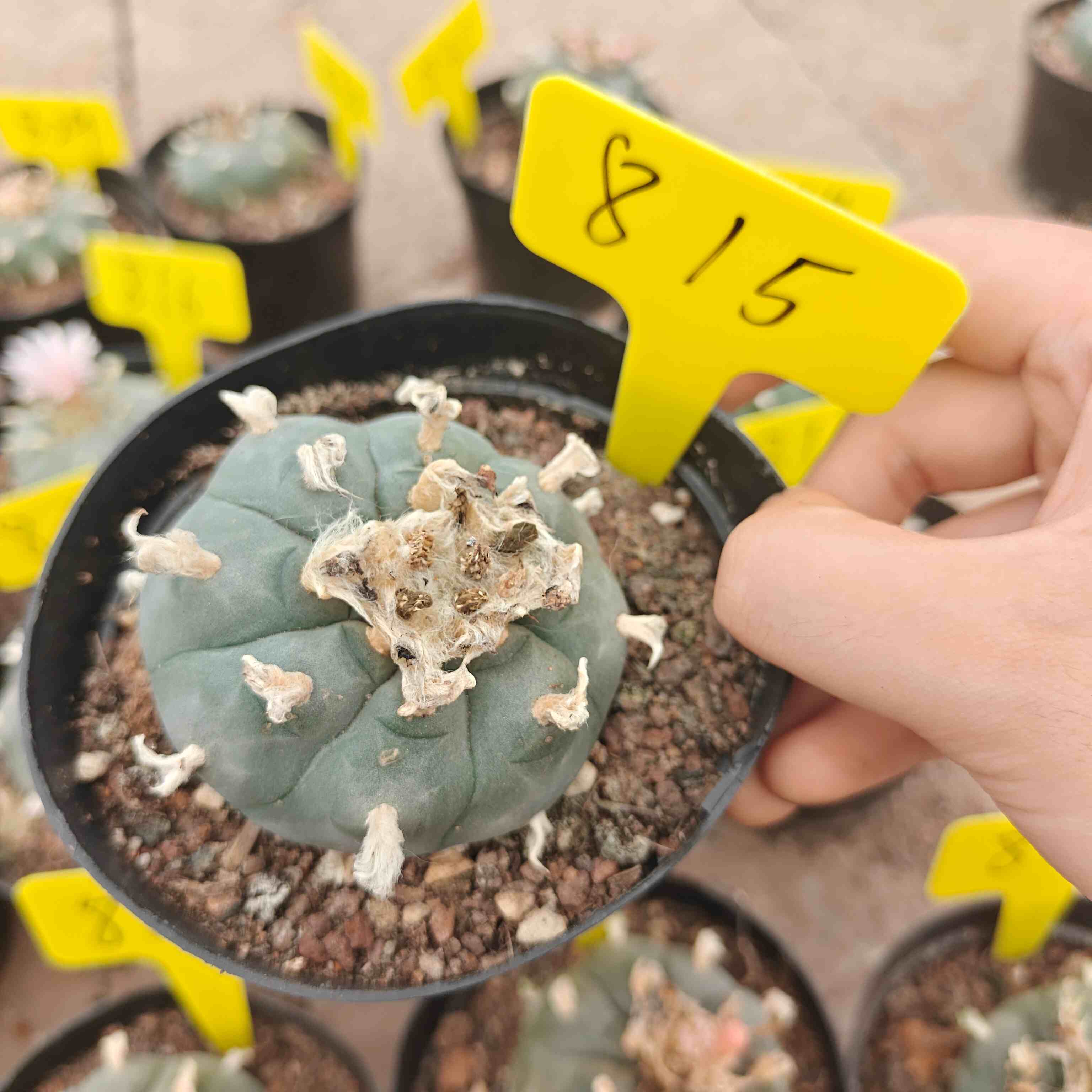6cm（WYSIWYG）Lophophora williamsii （single head）6-8 years old Number 815