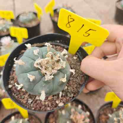 6cm（WYSIWYG）Lophophora williamsii （single head）6-8 years old Number 815