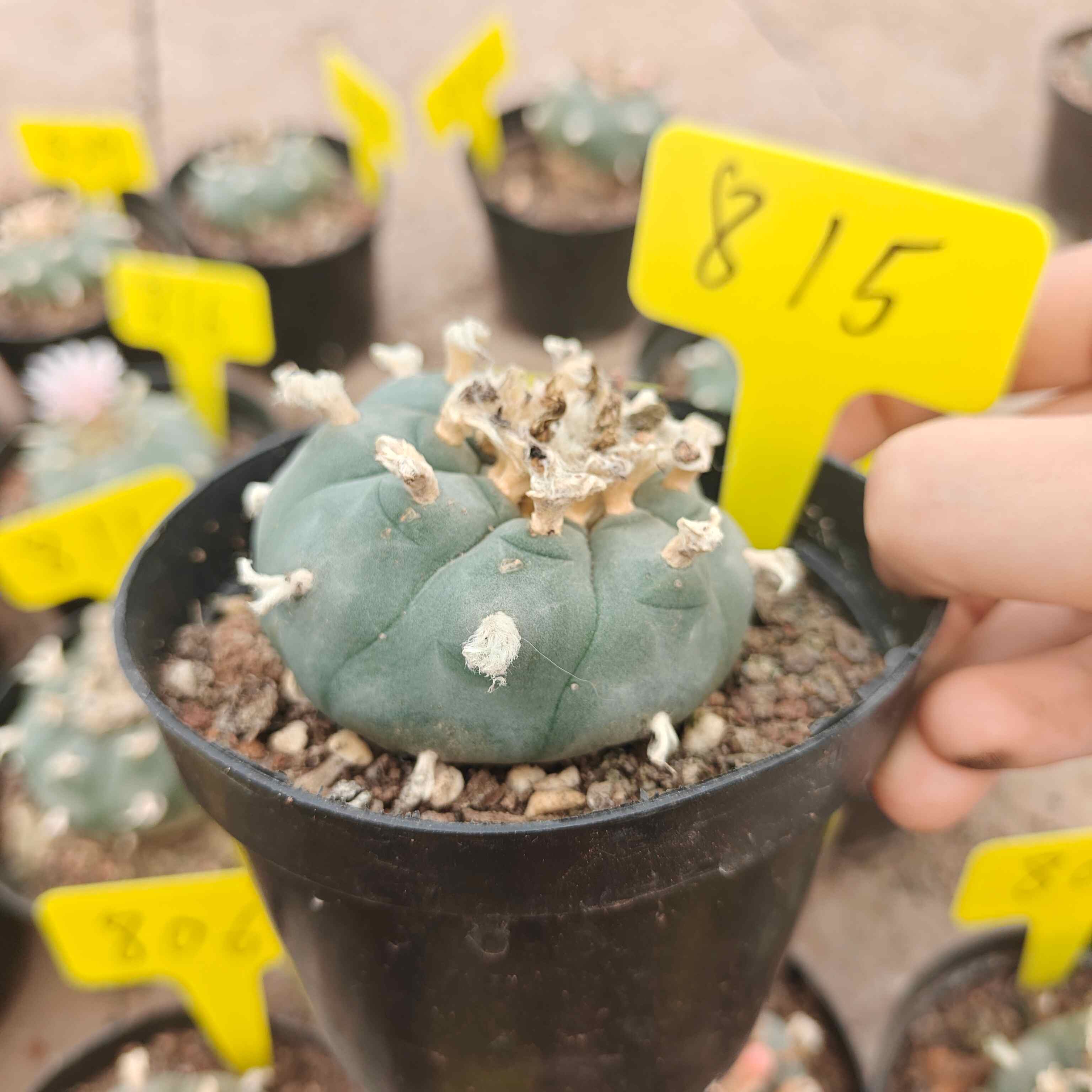 6cm（WYSIWYG）Lophophora williamsii （single head）6-8 years old Number 815