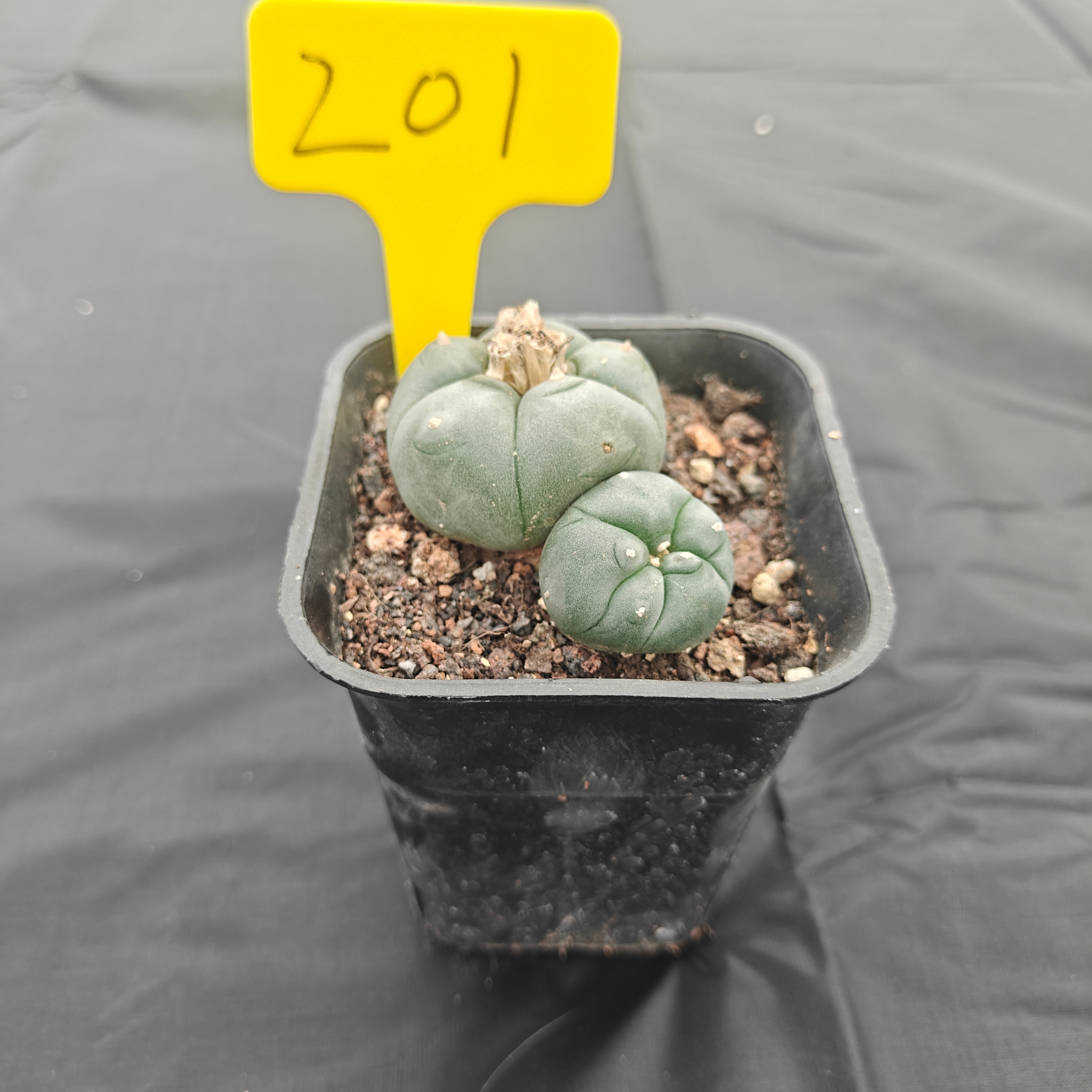 5cm（WYSIWYG）Lophophora w 201 
