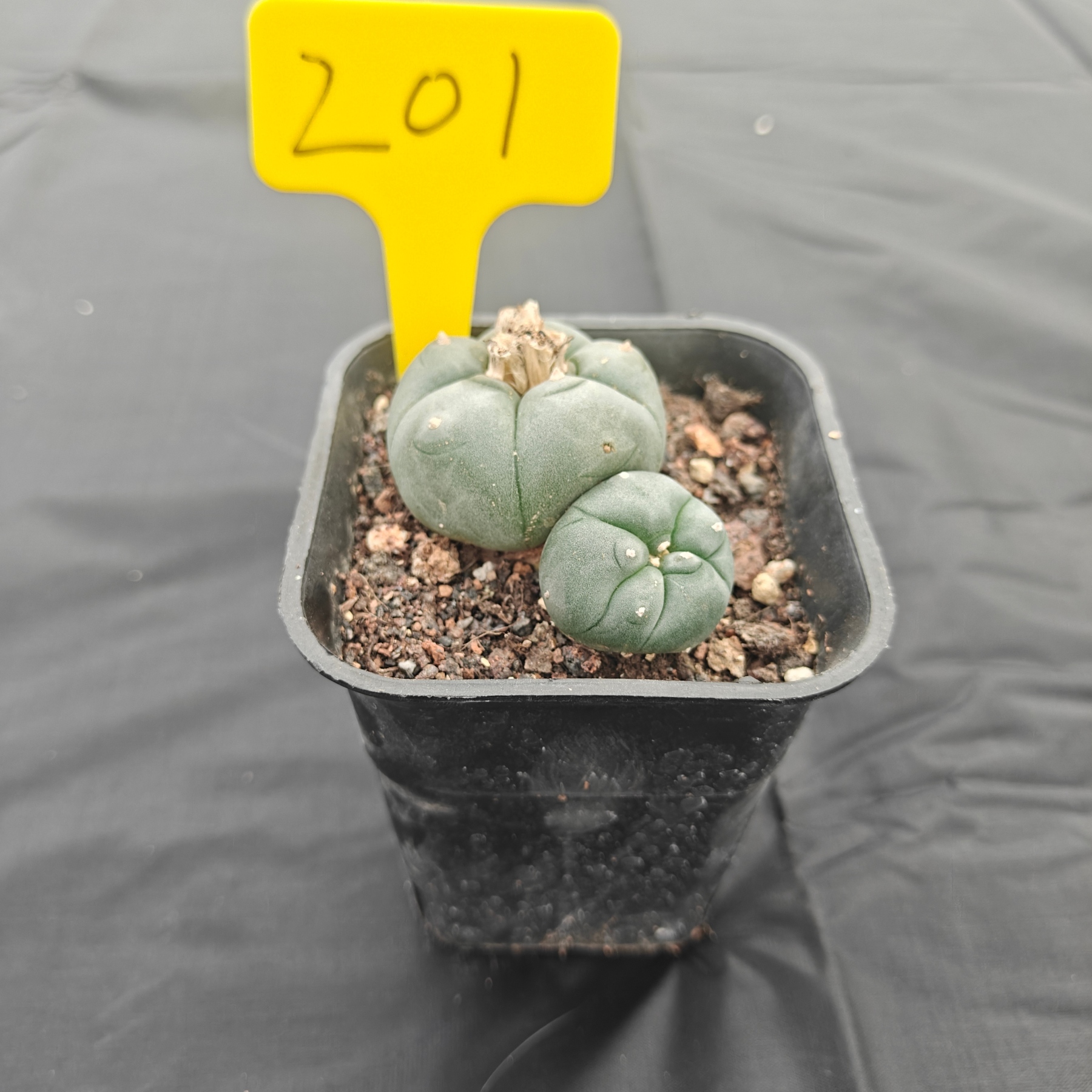 5cm（WYSIWYG）Lophophora w 201 