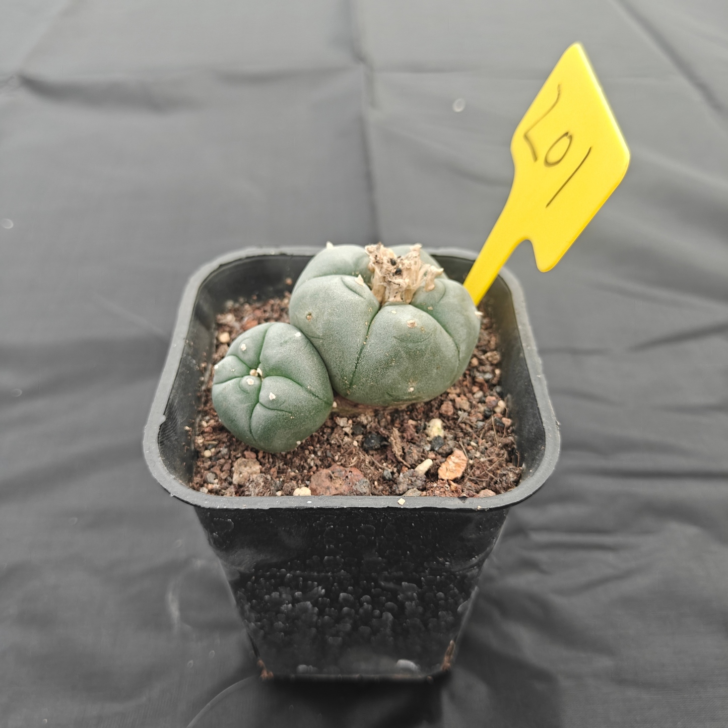 5cm（WYSIWYG）Lophophora w 201 