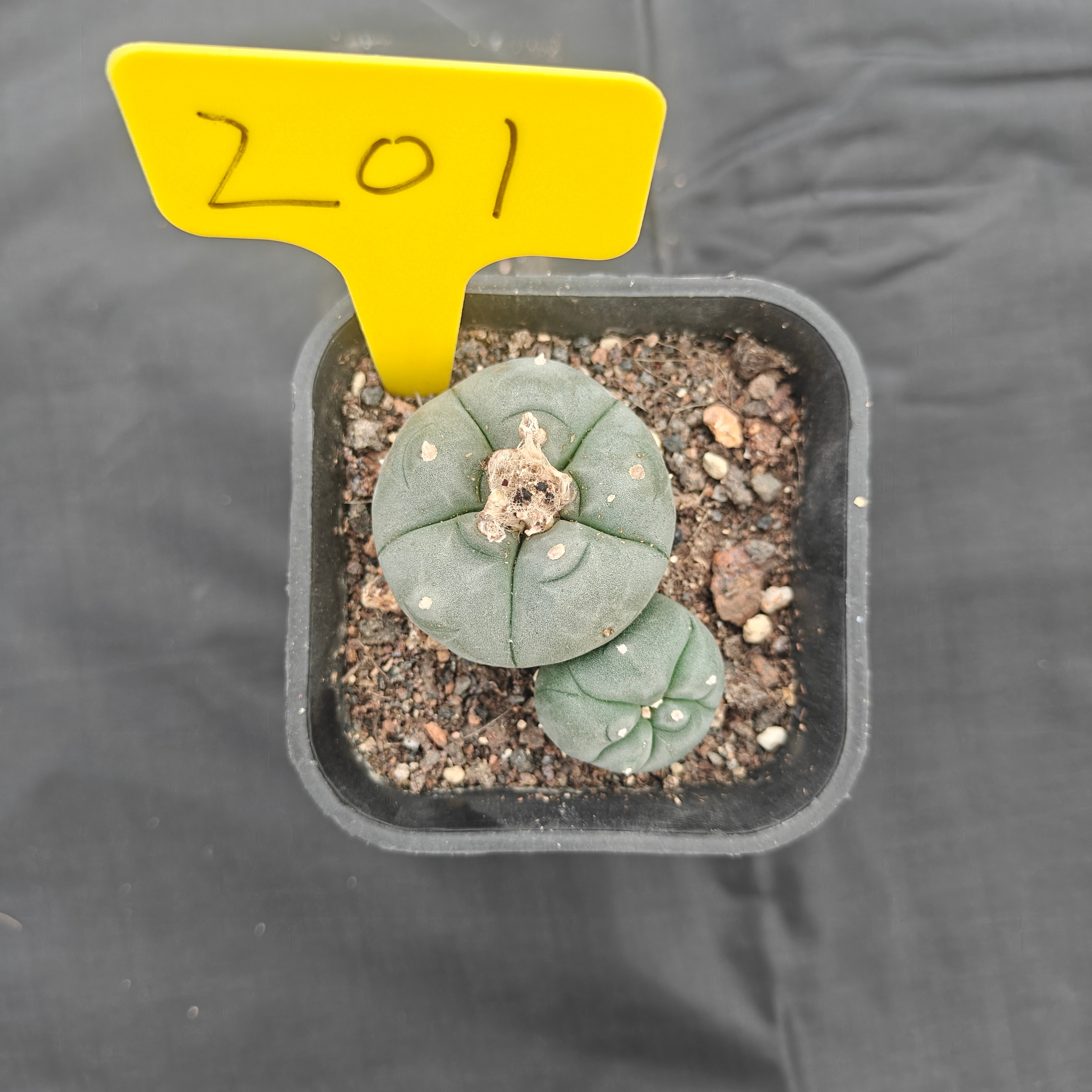5cm（WYSIWYG）Lophophora w 201 