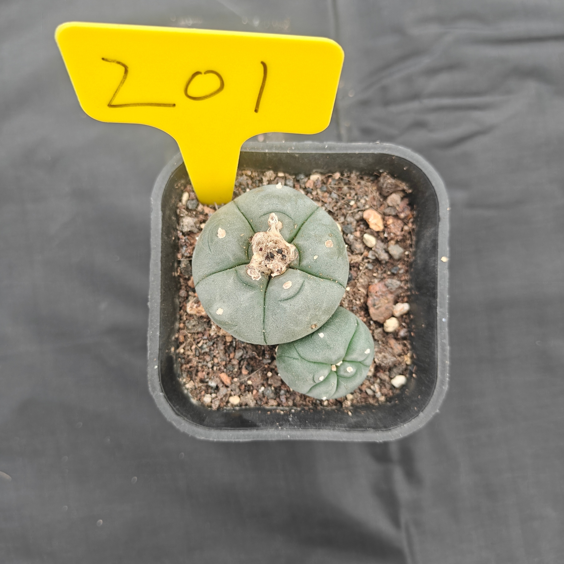 5cm（WYSIWYG）Lophophora w 201 