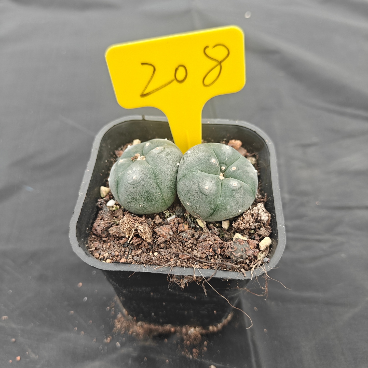 4.5cm（WYSIWYG）Lophophora w 208