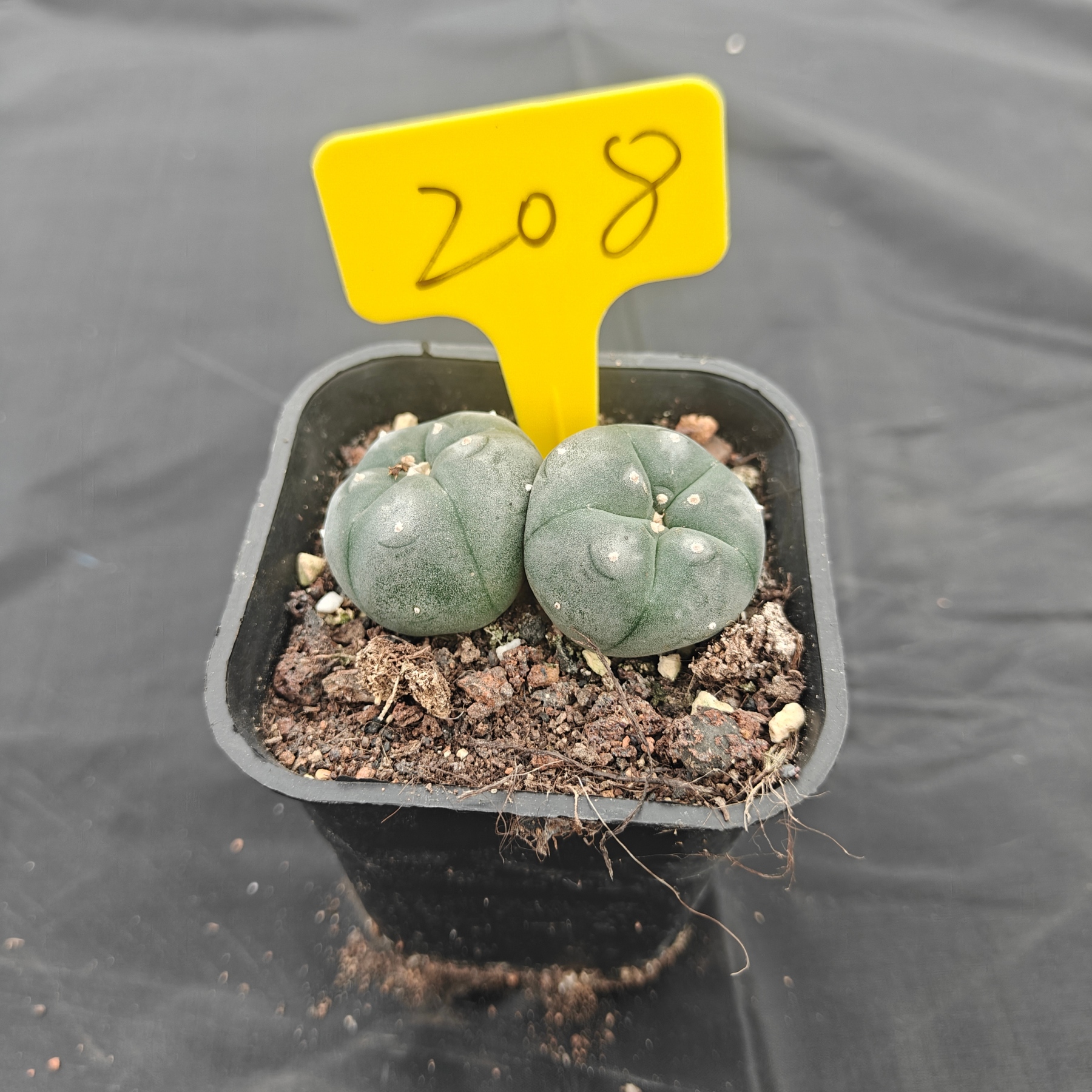 4.5cm（WYSIWYG）Lophophora w 208