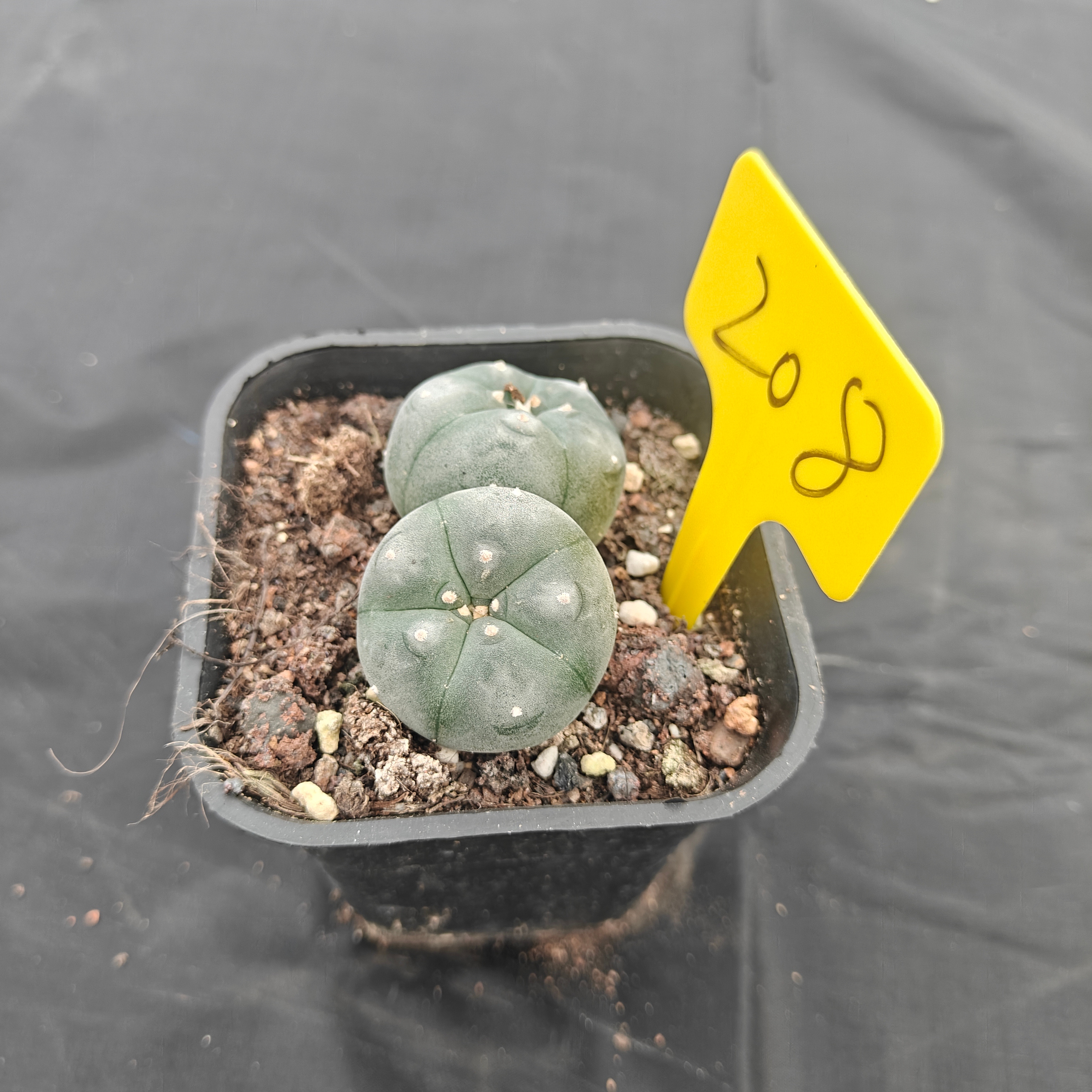 4.5cm（WYSIWYG）Lophophora w 208