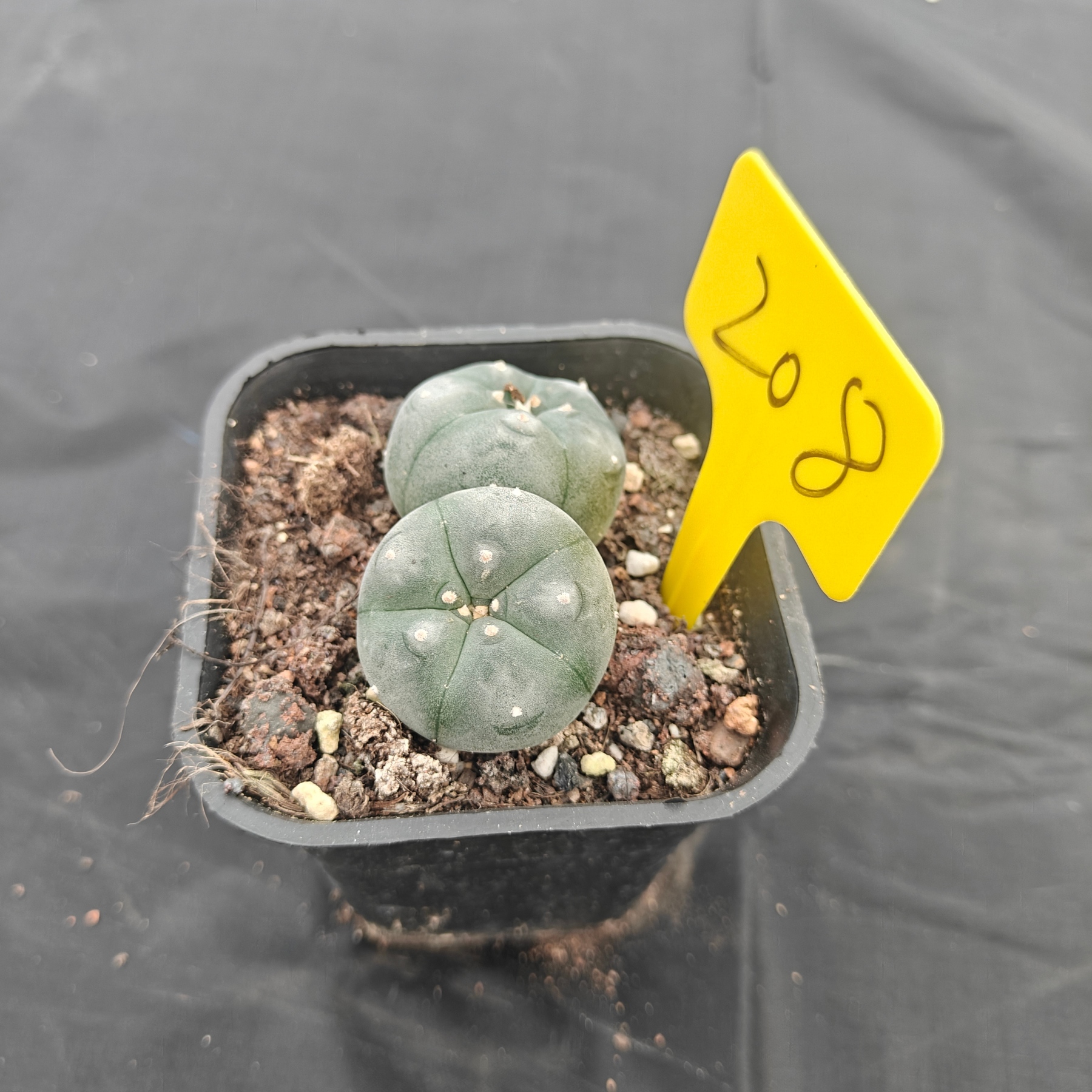 4.5cm（WYSIWYG）Lophophora w 208