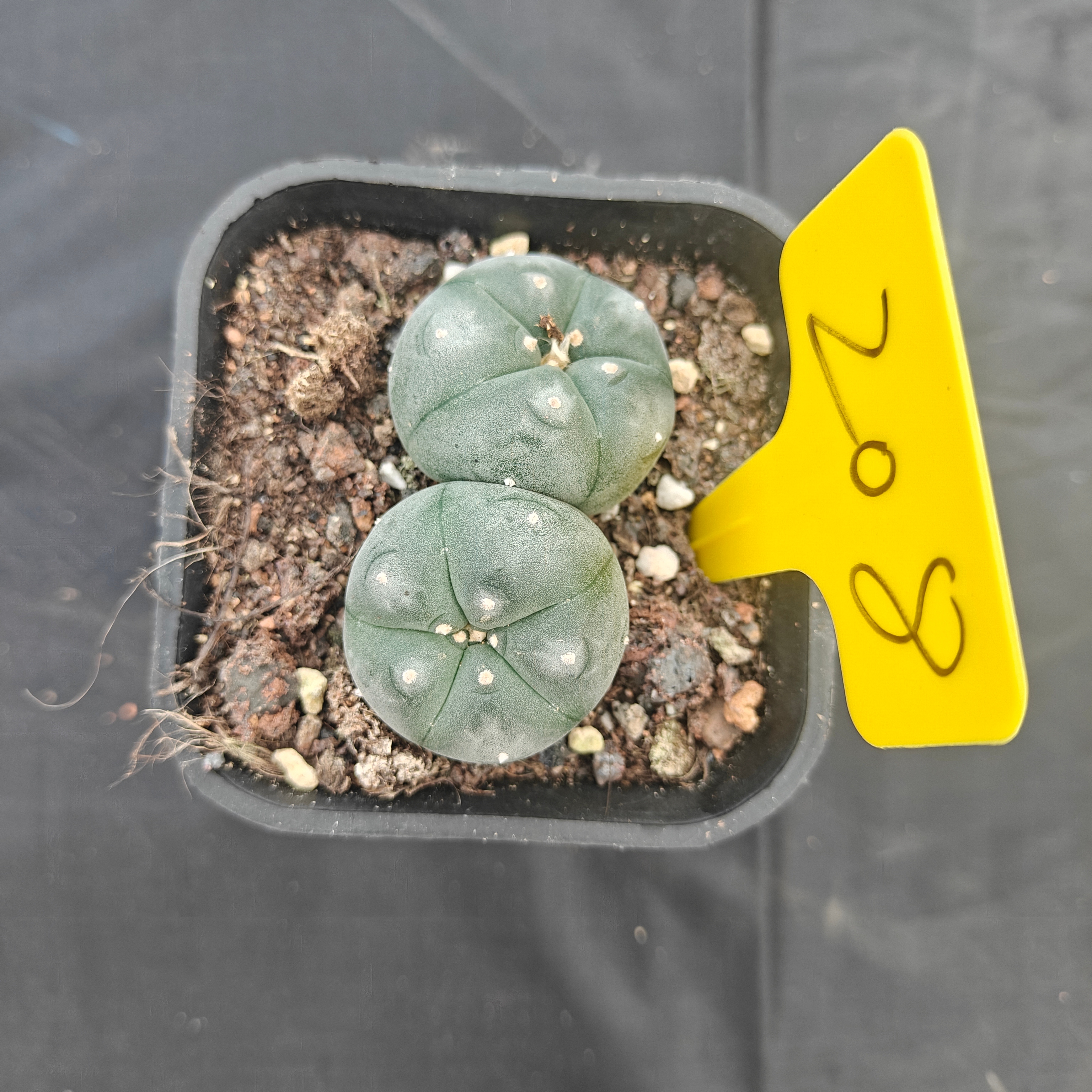 4.5cm（WYSIWYG）Lophophora w 208