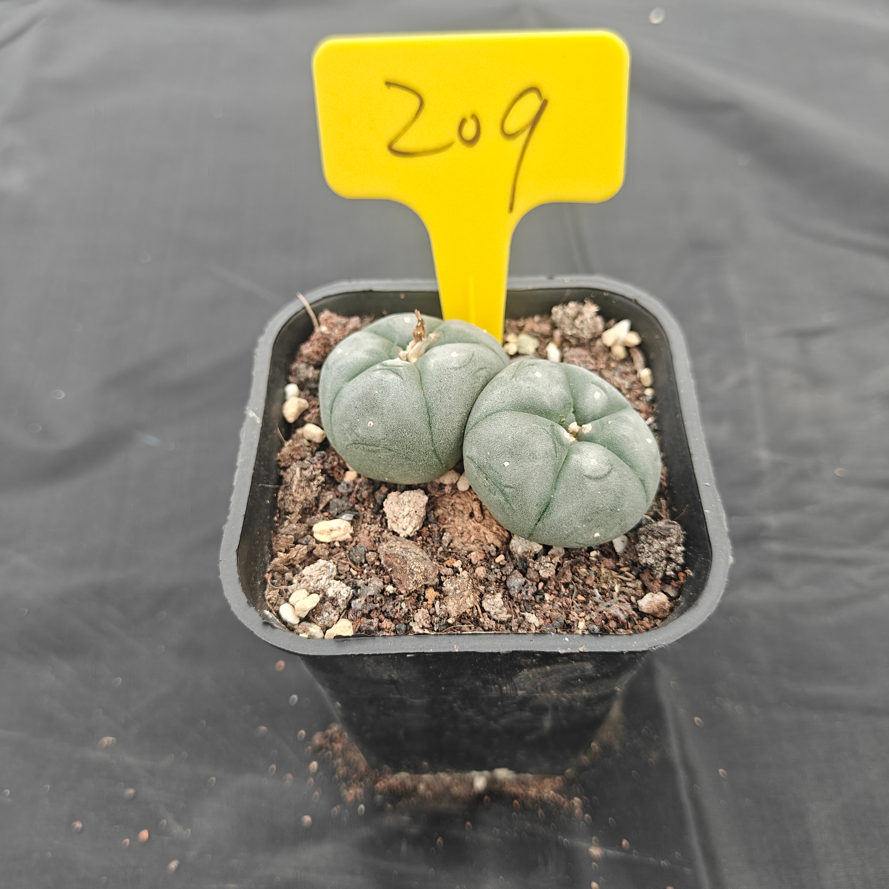 4.5cm（WYSIWYG）Lophophora w 209