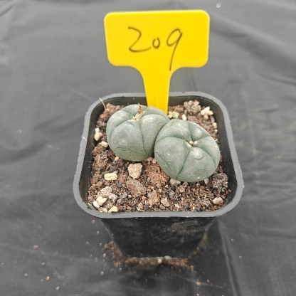 4.5cm（WYSIWYG）Lophophora w 209