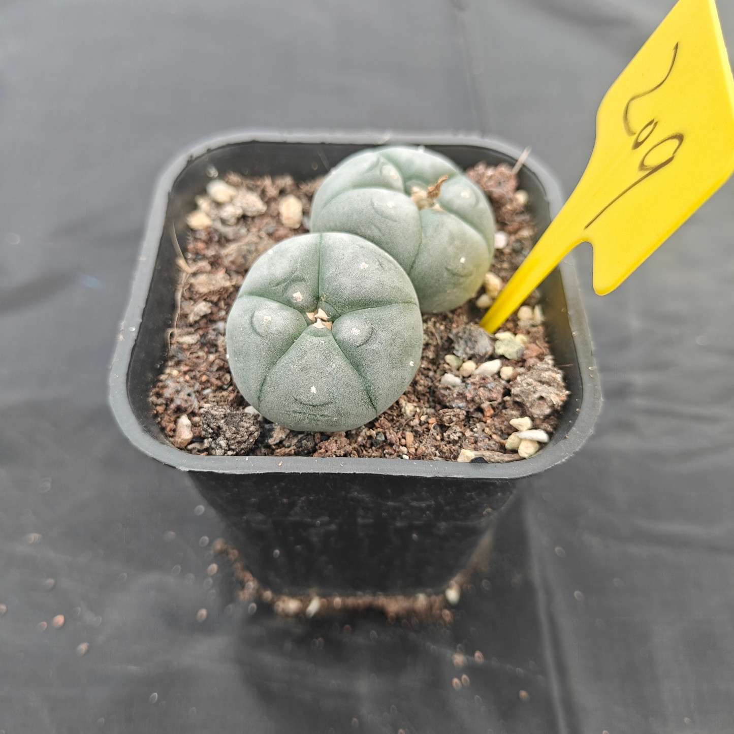 4.5cm（WYSIWYG）Lophophora w 209