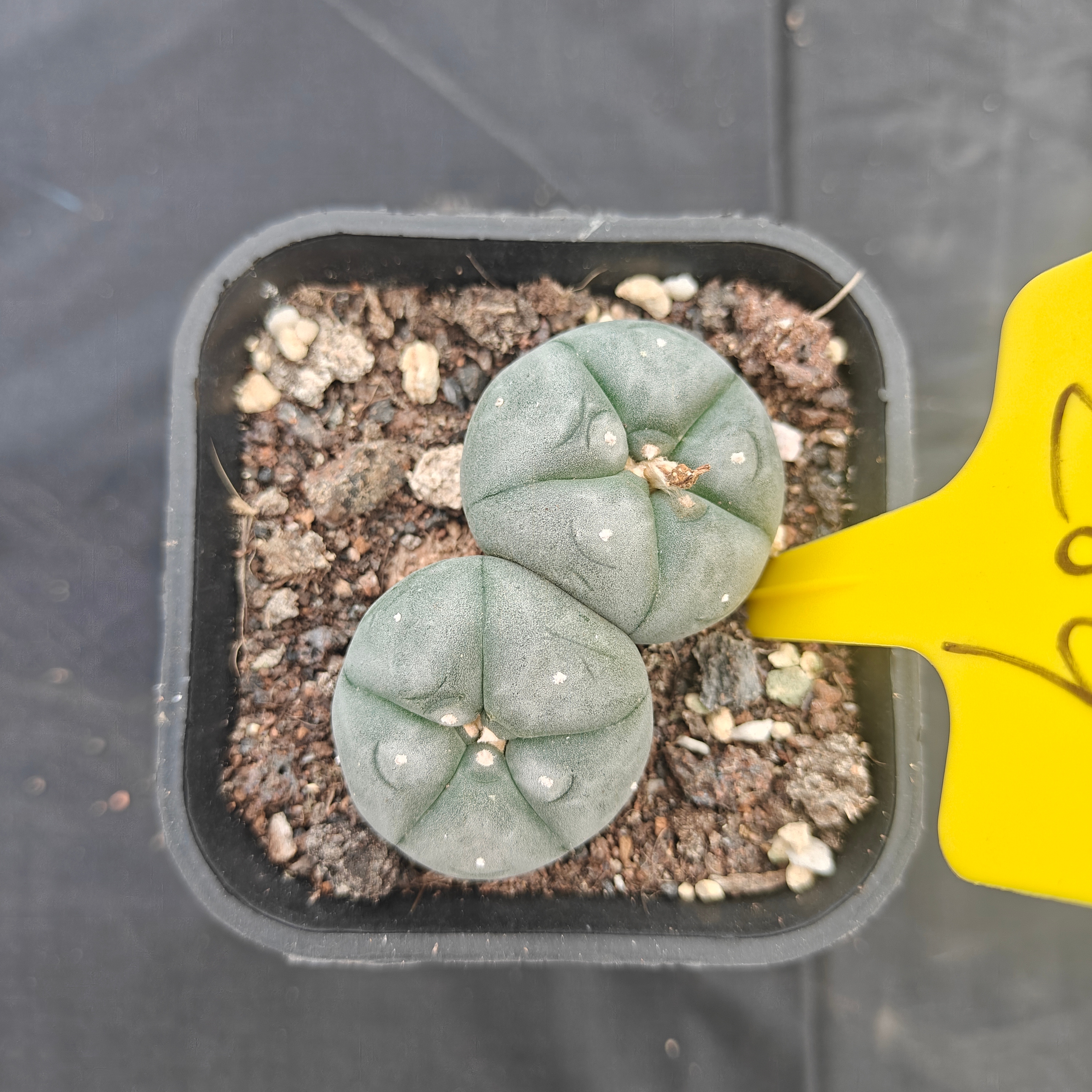 4.5cm（WYSIWYG）Lophophora w 209