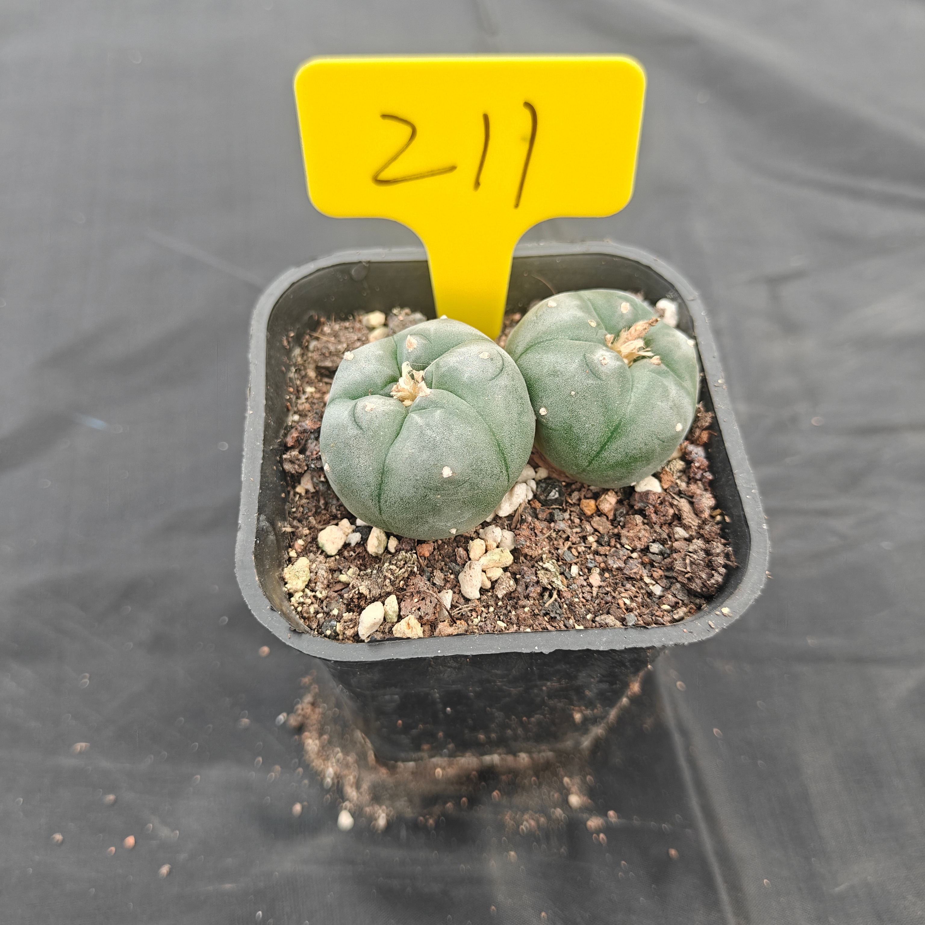 4.5cm（WYSIWYG）Lophophora w 211