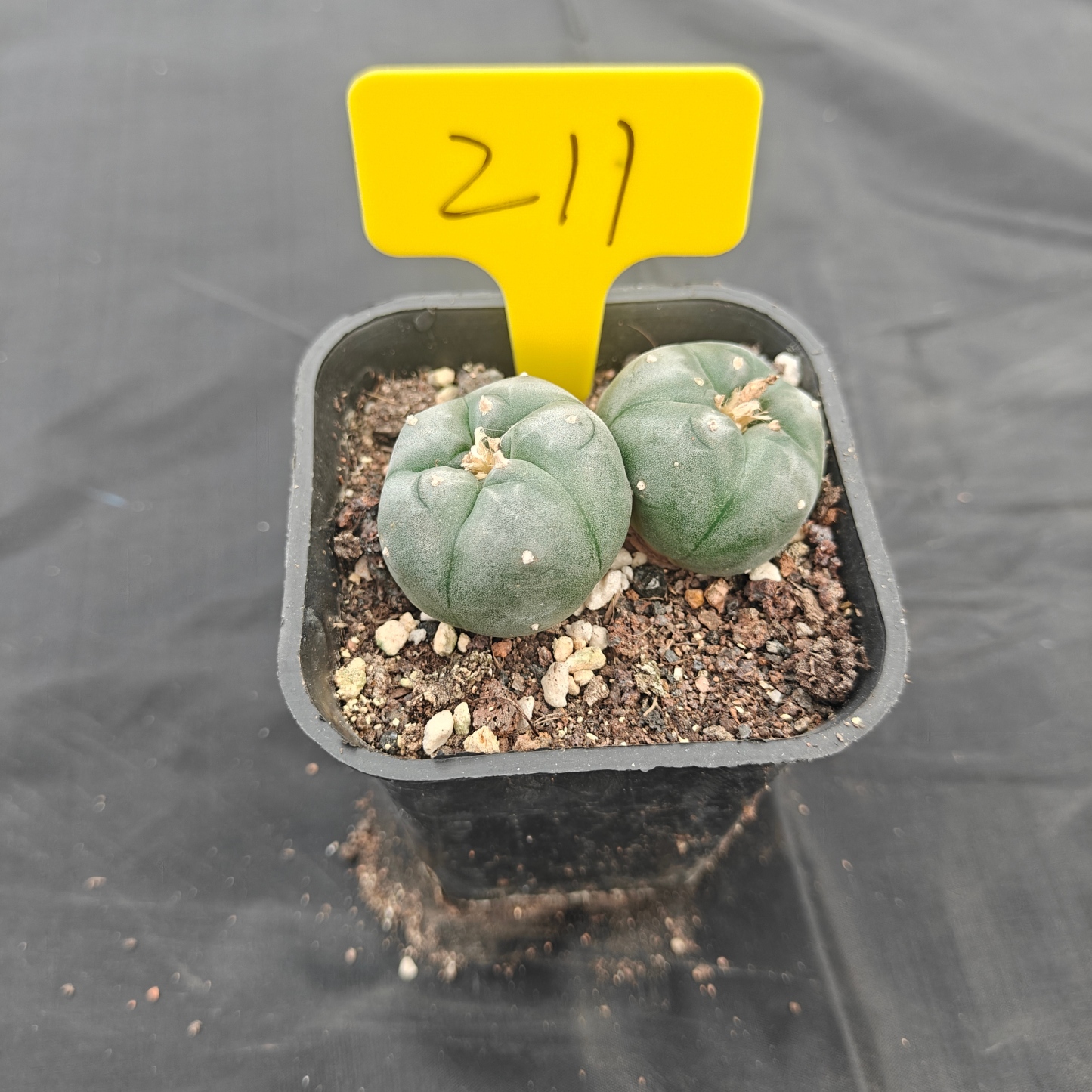 4.5cm（WYSIWYG）Lophophora w 211
