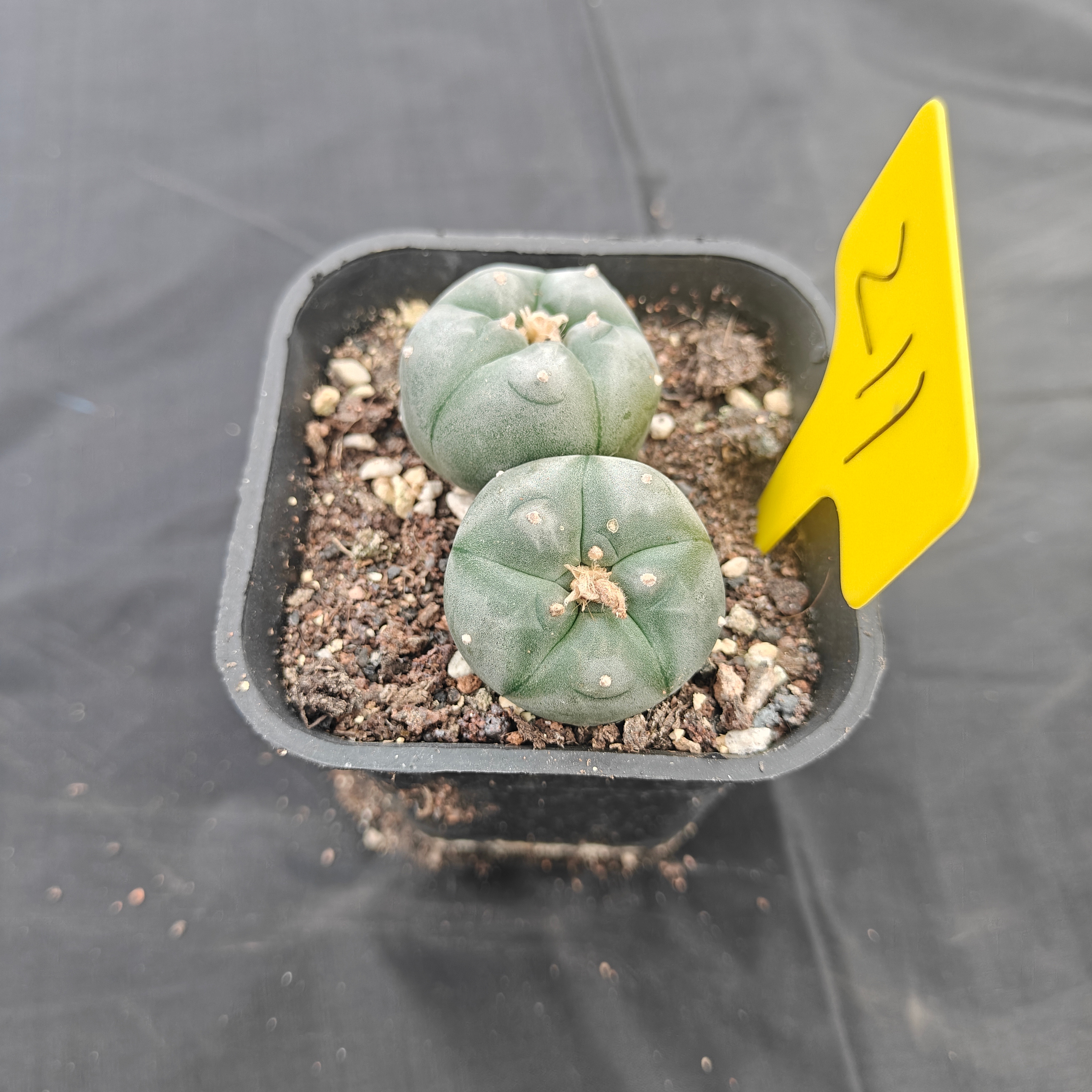4.5cm（WYSIWYG）Lophophora w 211