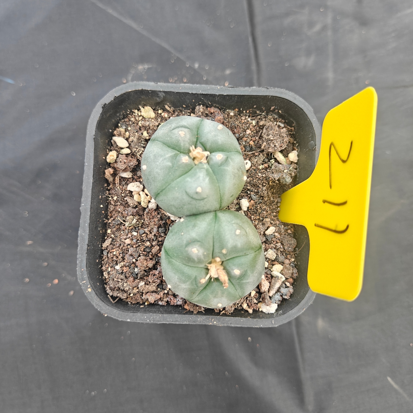 4.5cm（WYSIWYG）Lophophora w 211