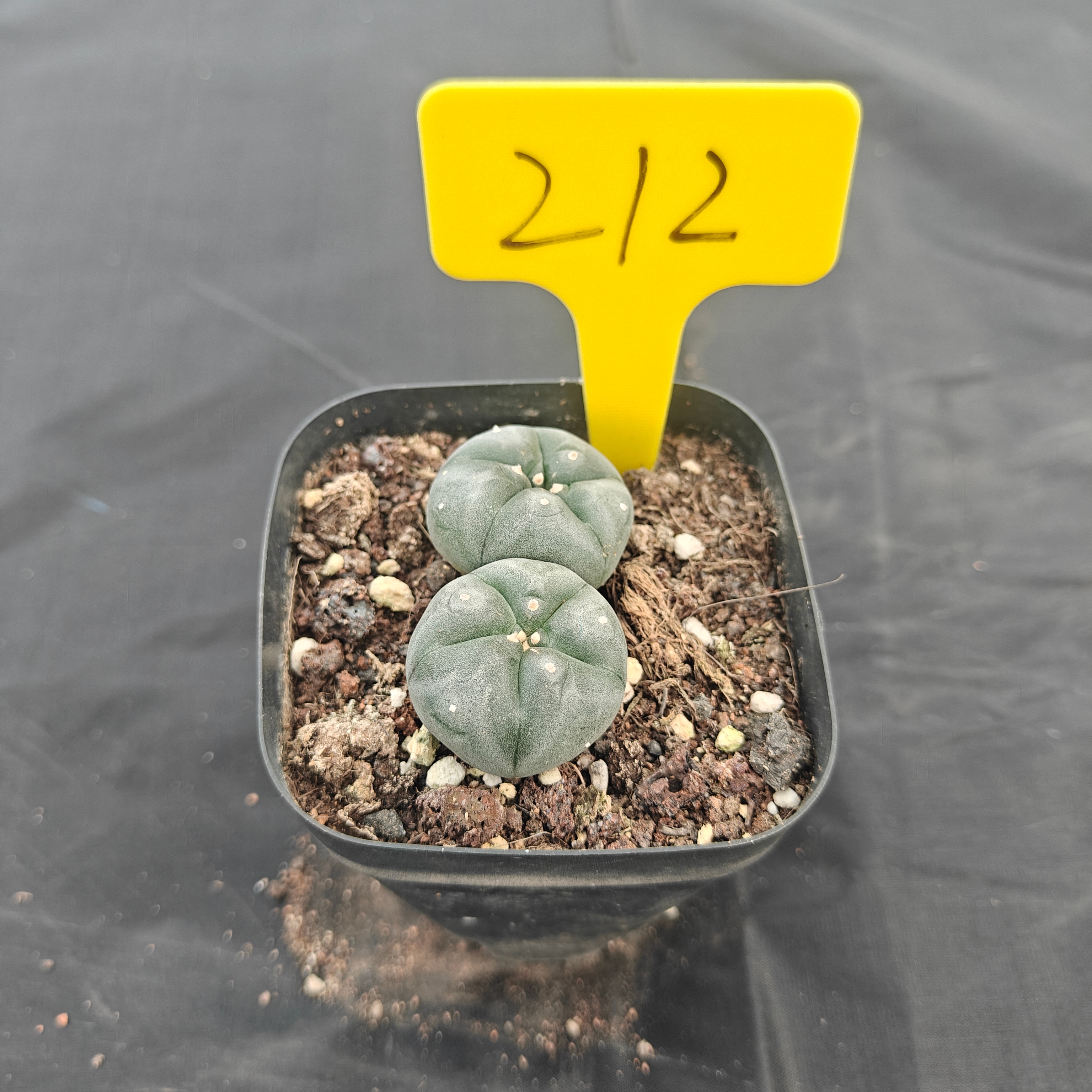 4.5cm（WYSIWYG）Lophophora w 211