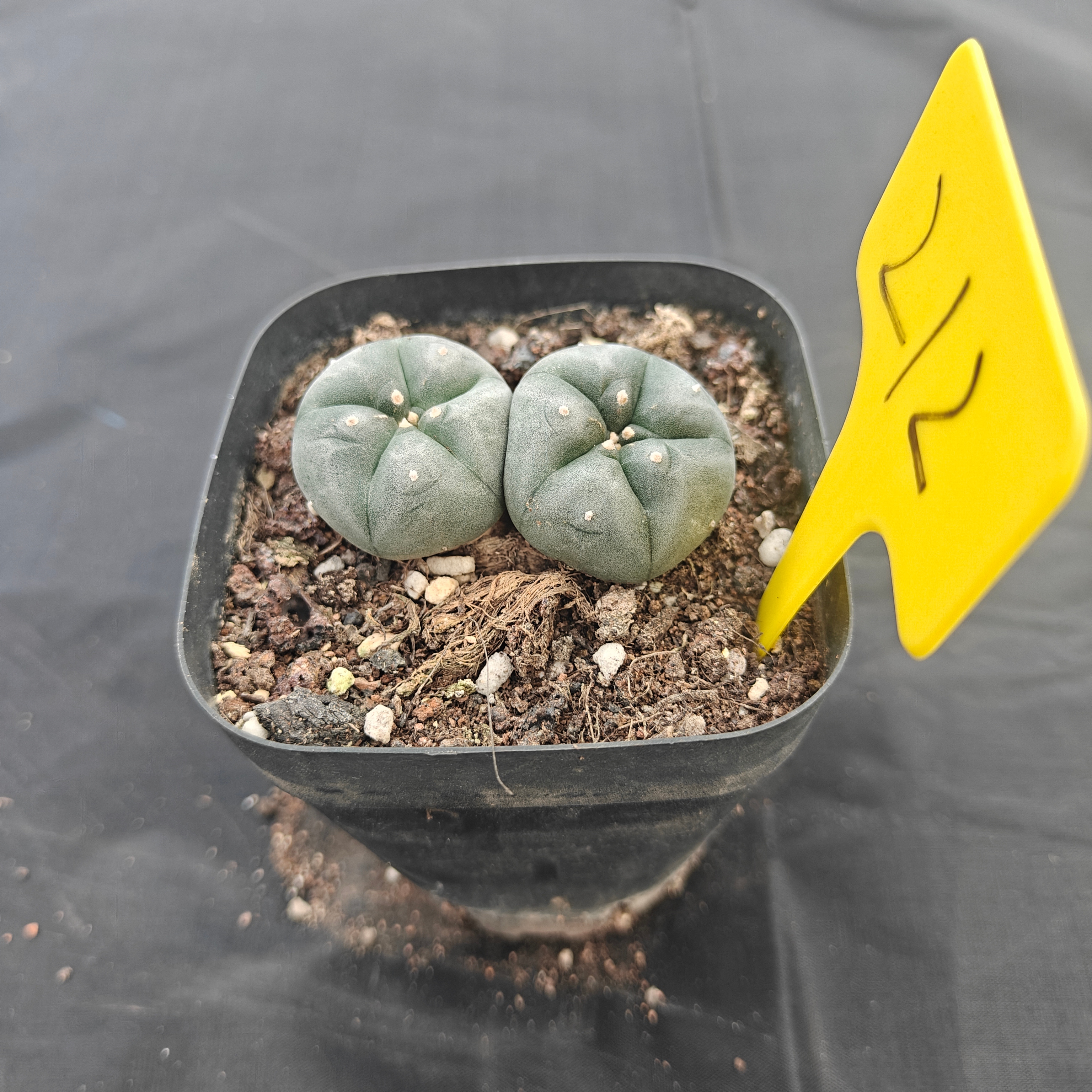 4.5cm（WYSIWYG）Lophophora w 211