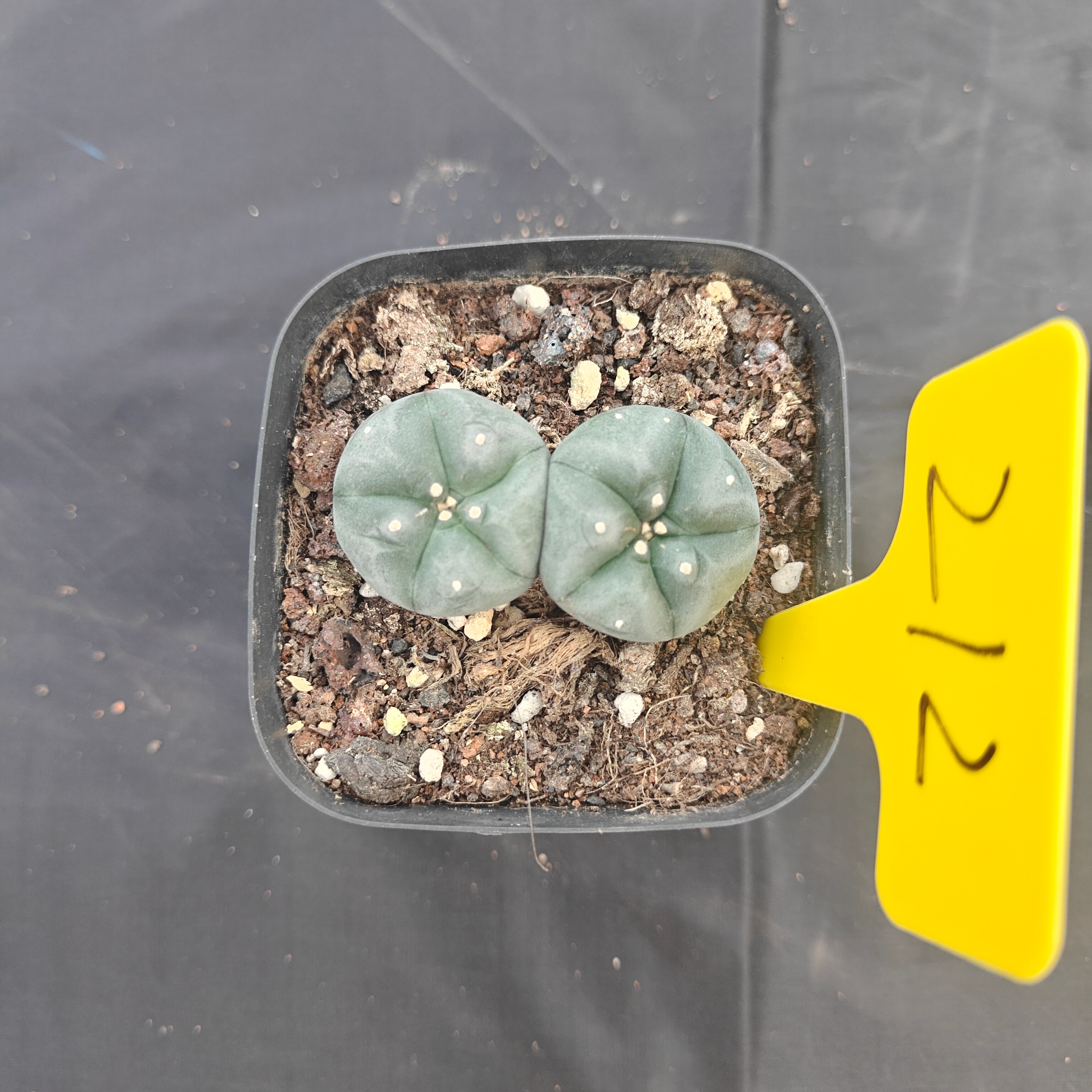4.5cm（WYSIWYG）Lophophora w 211