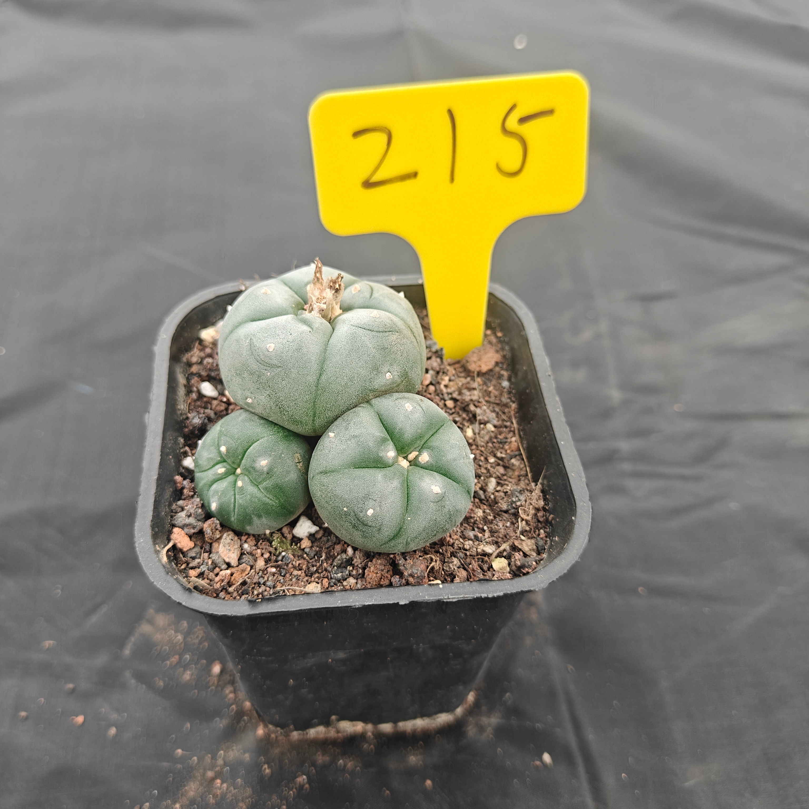 4.5cm（WYSIWYG）Lophophora w 215