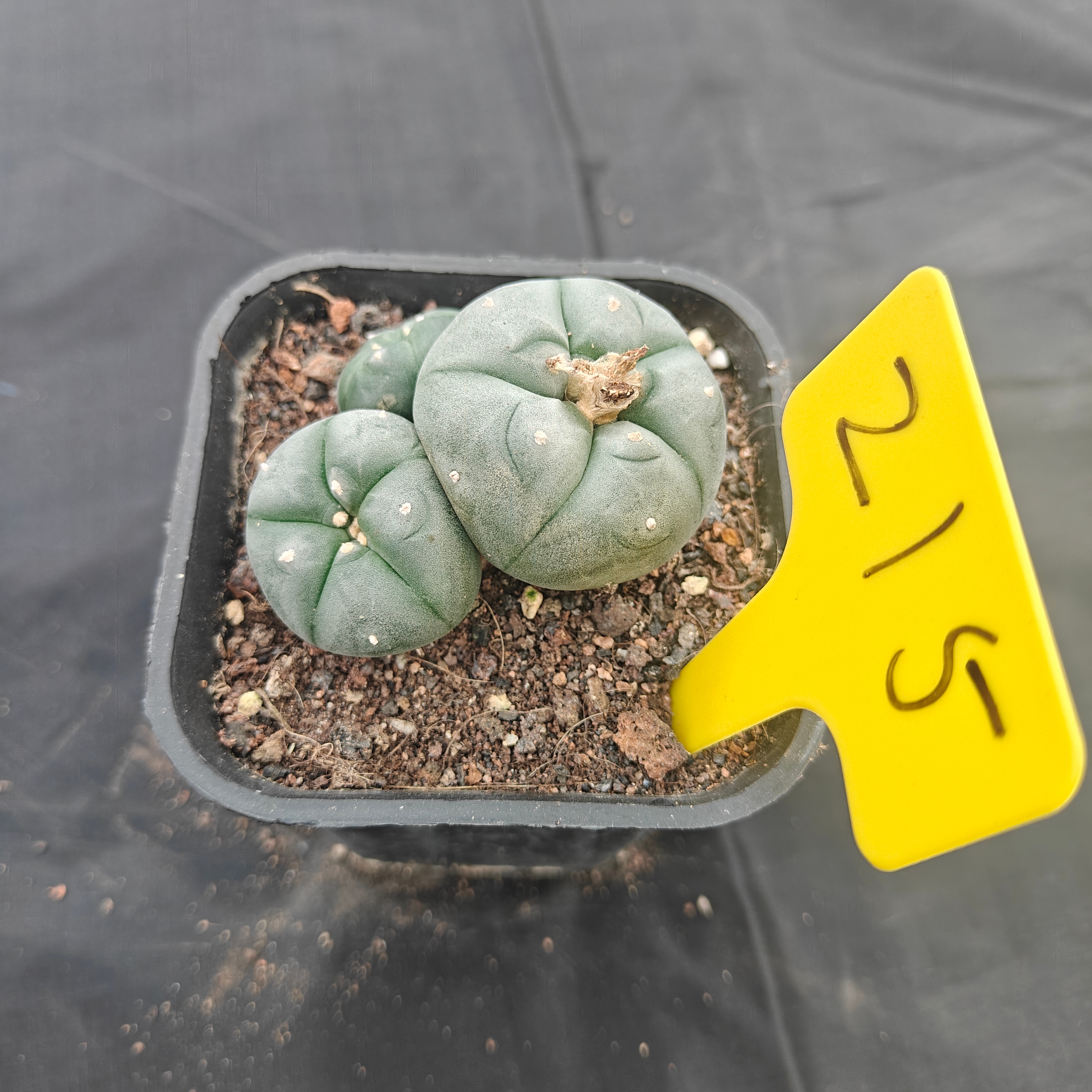 4.5cm（WYSIWYG）Lophophora w 215