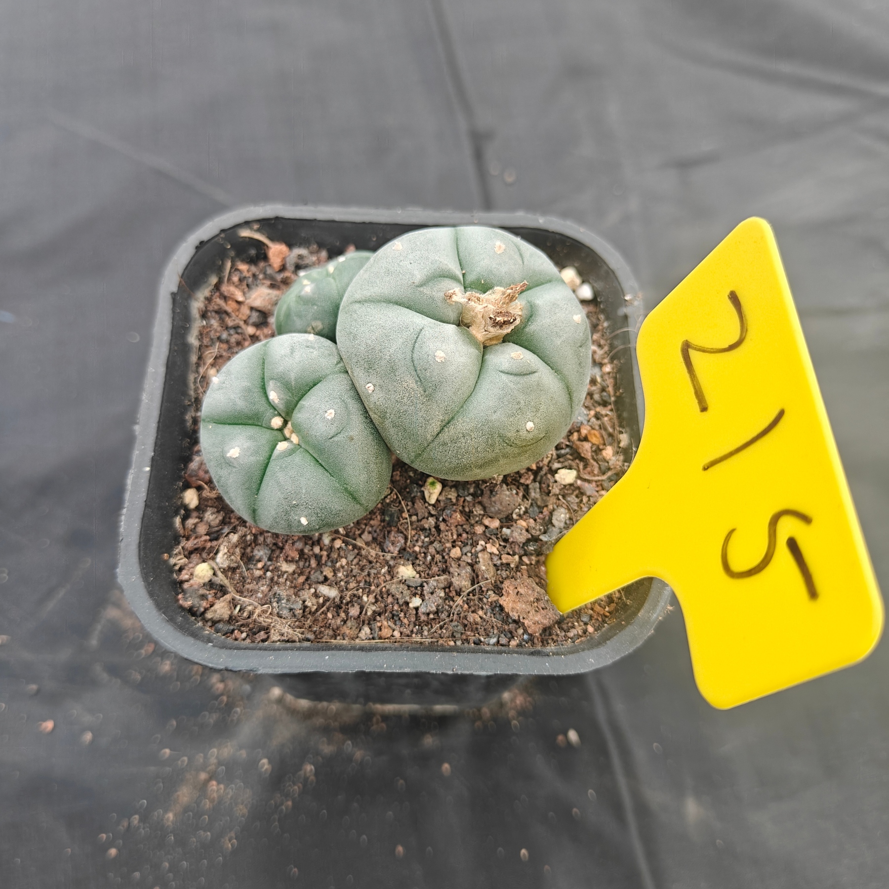 4.5cm（WYSIWYG）Lophophora w 215