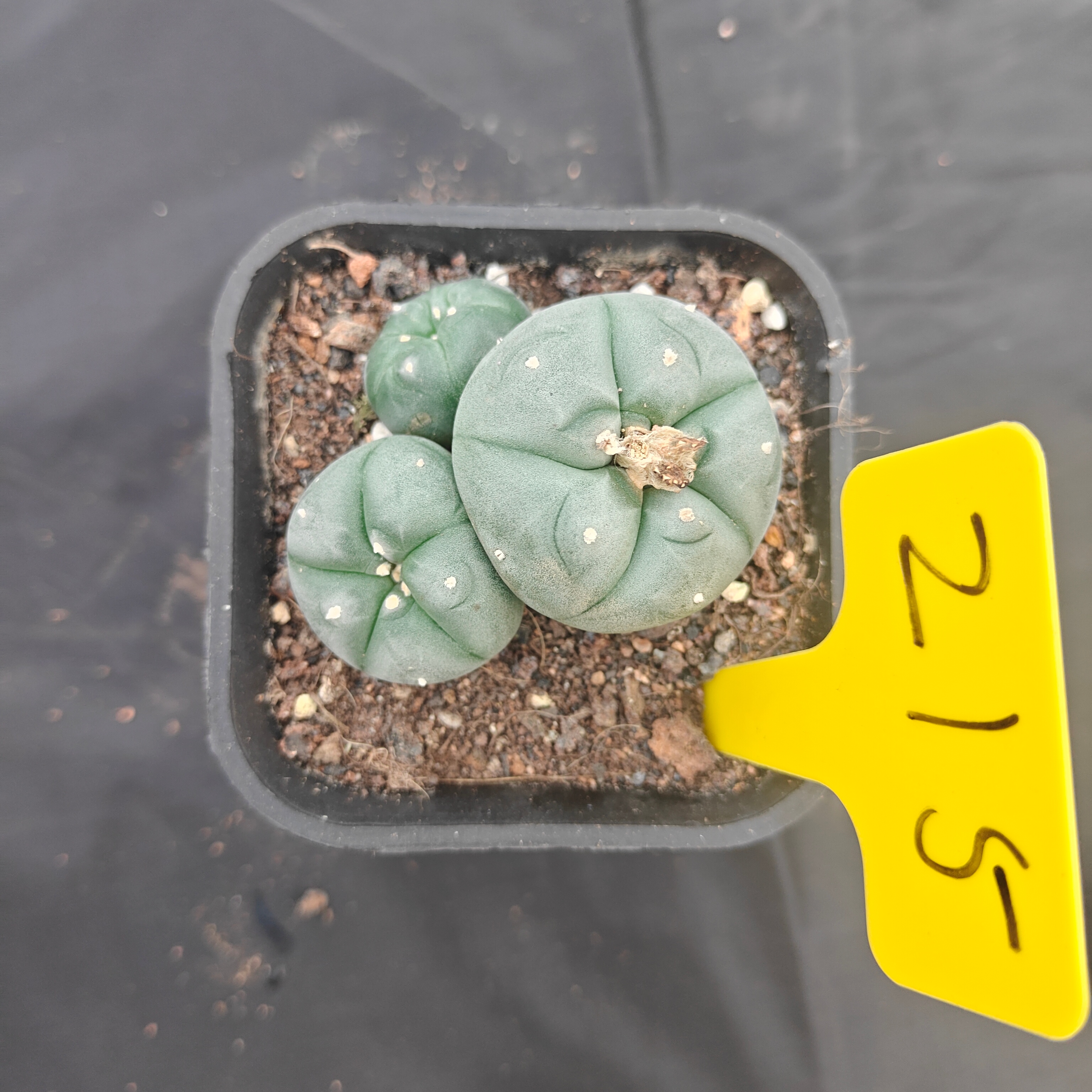 4.5cm（WYSIWYG）Lophophora w 215
