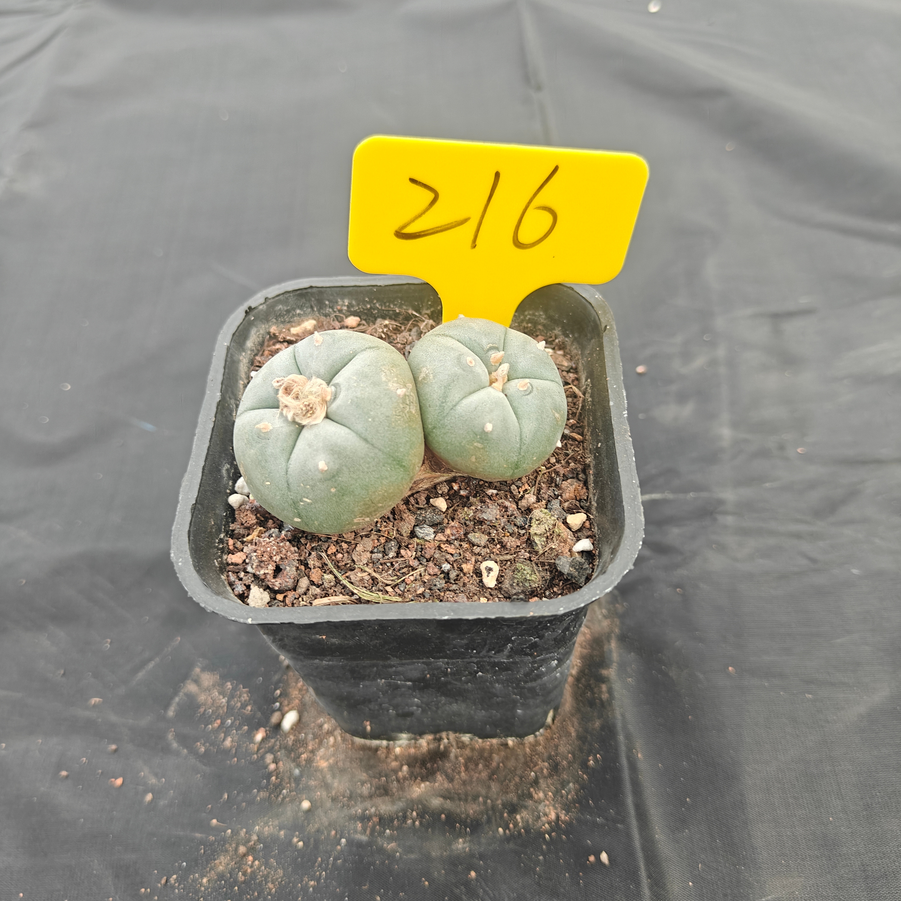 5cm（WYSIWYG）Lophophora w 216