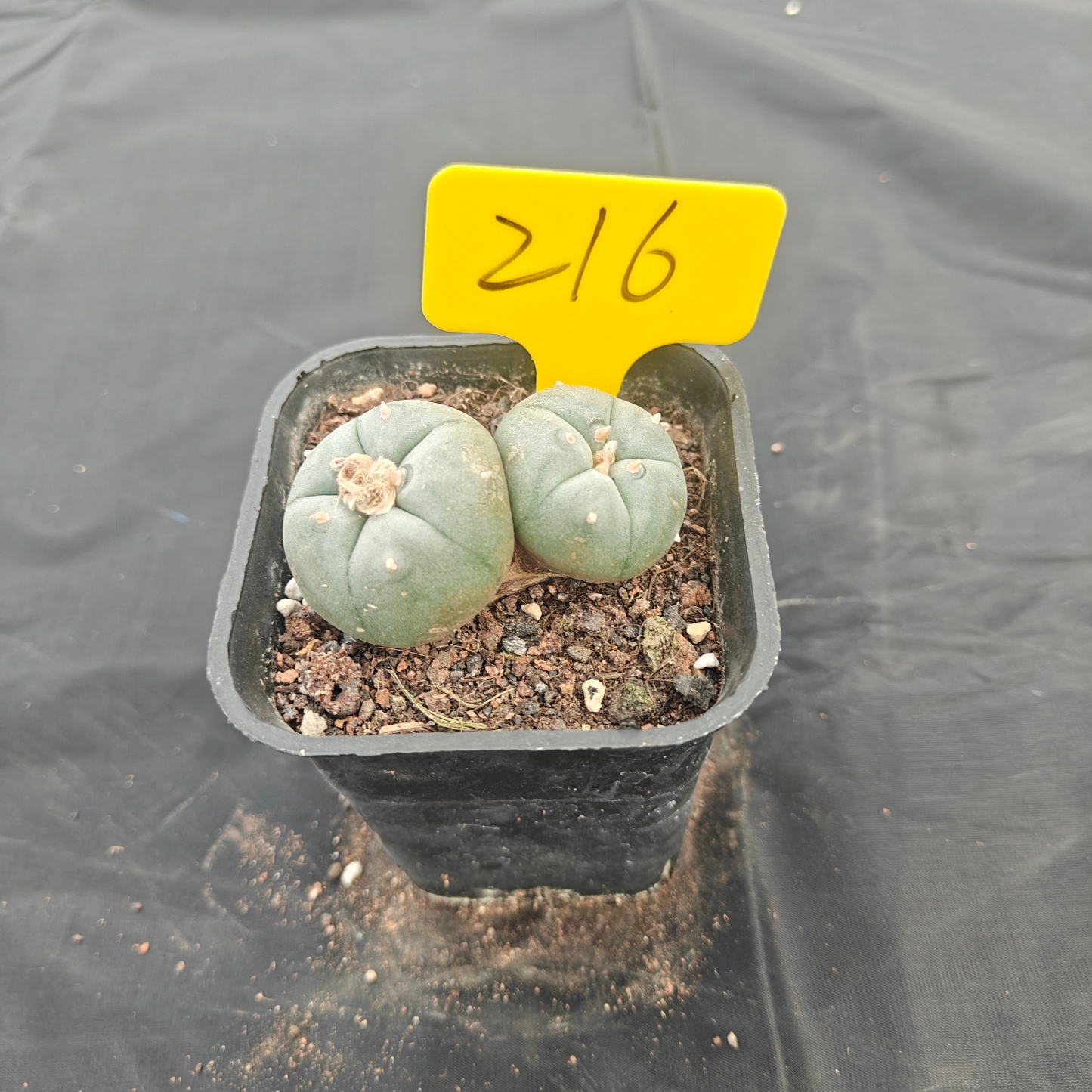 5cm（WYSIWYG）Lophophora w 216