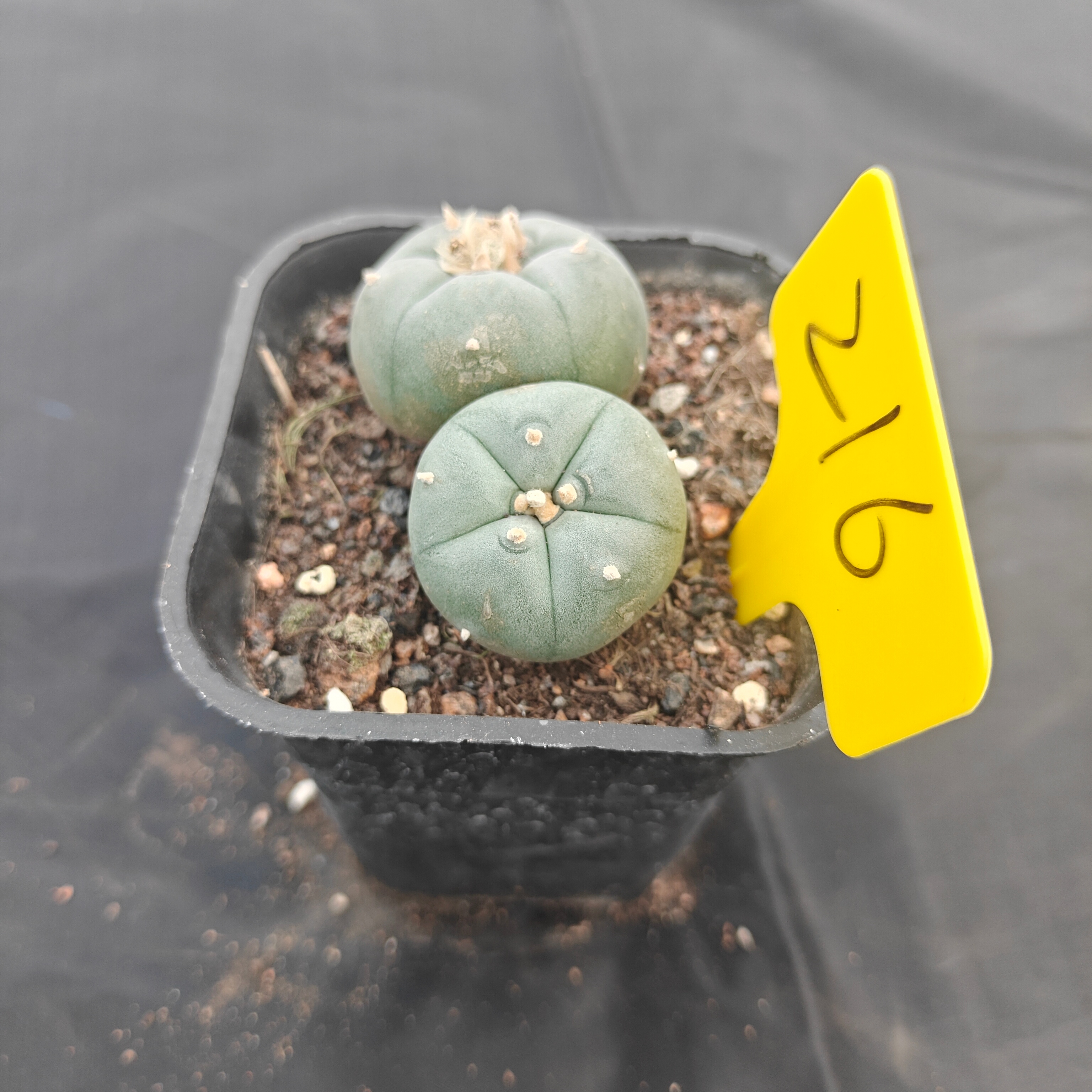 5cm（WYSIWYG）Lophophora w 216