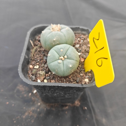 5cm（WYSIWYG）Lophophora w 216