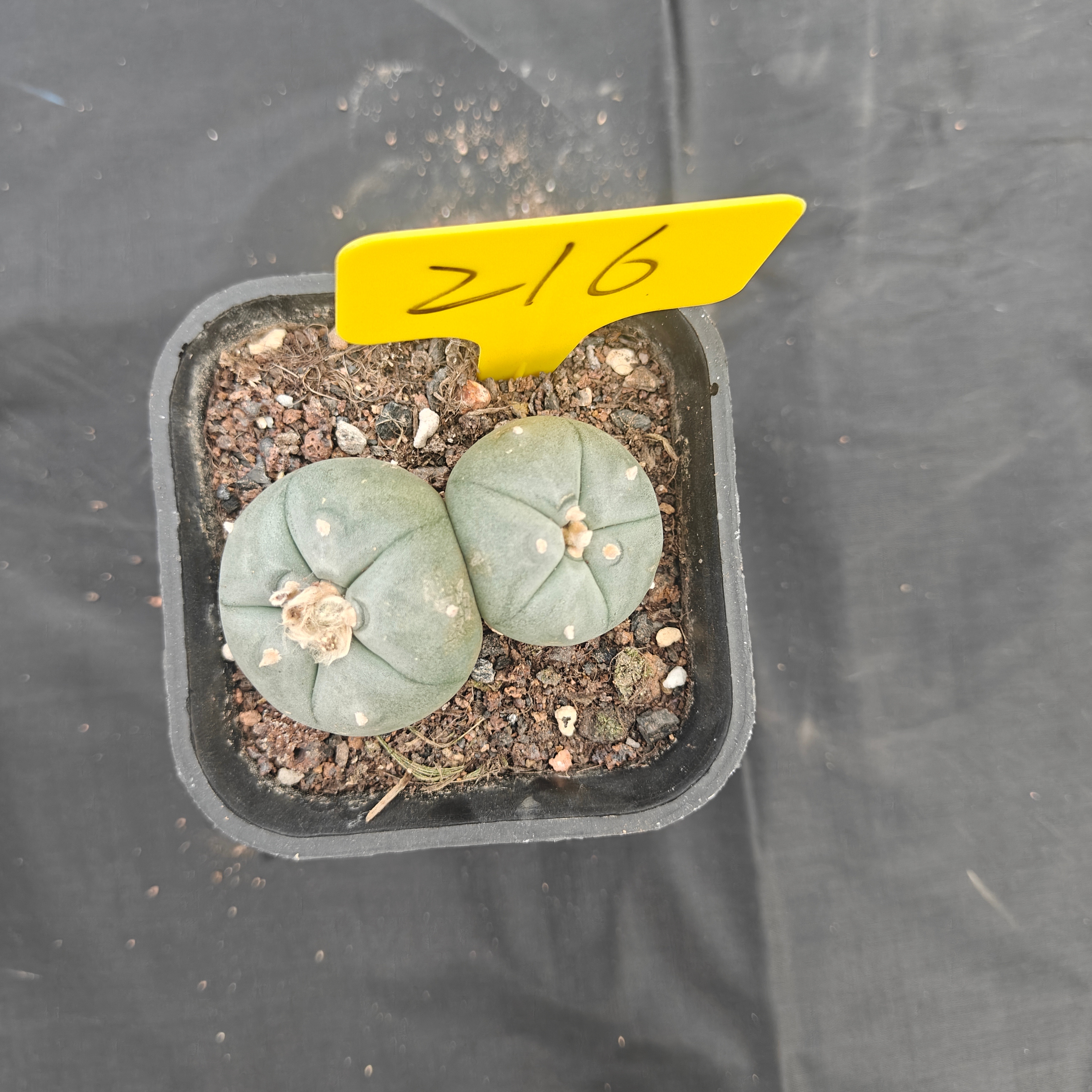 5cm（WYSIWYG）Lophophora w 216