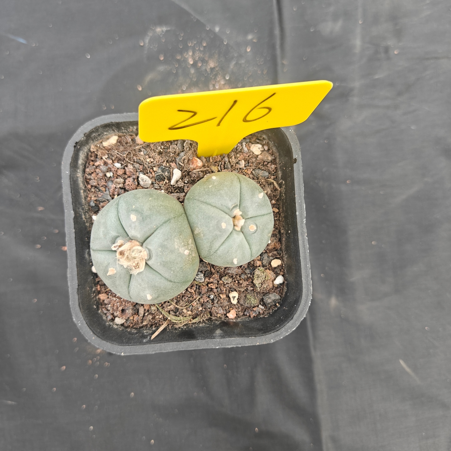 5cm（WYSIWYG）Lophophora w 216