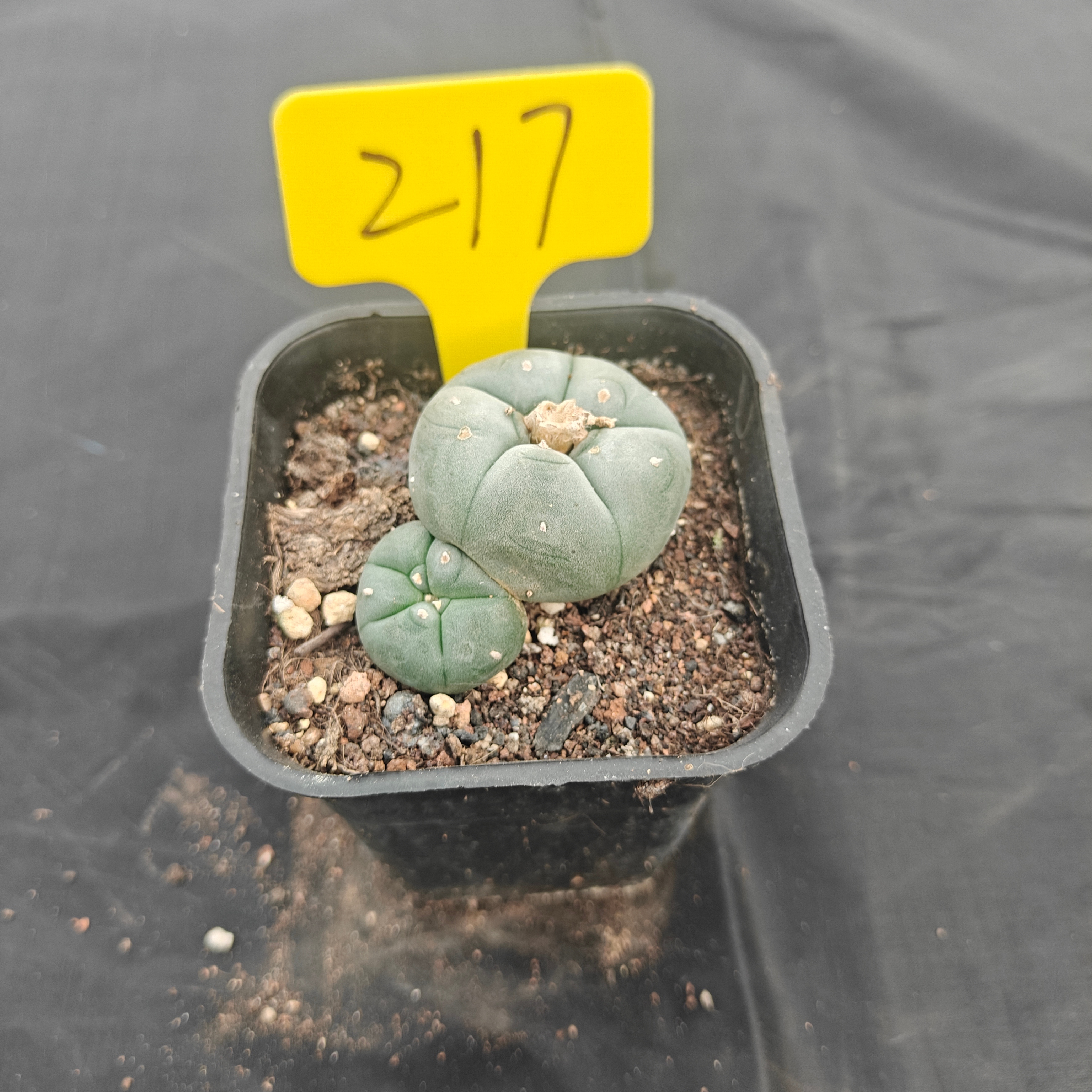 5cm（WYSIWYG）Lophophora w 217