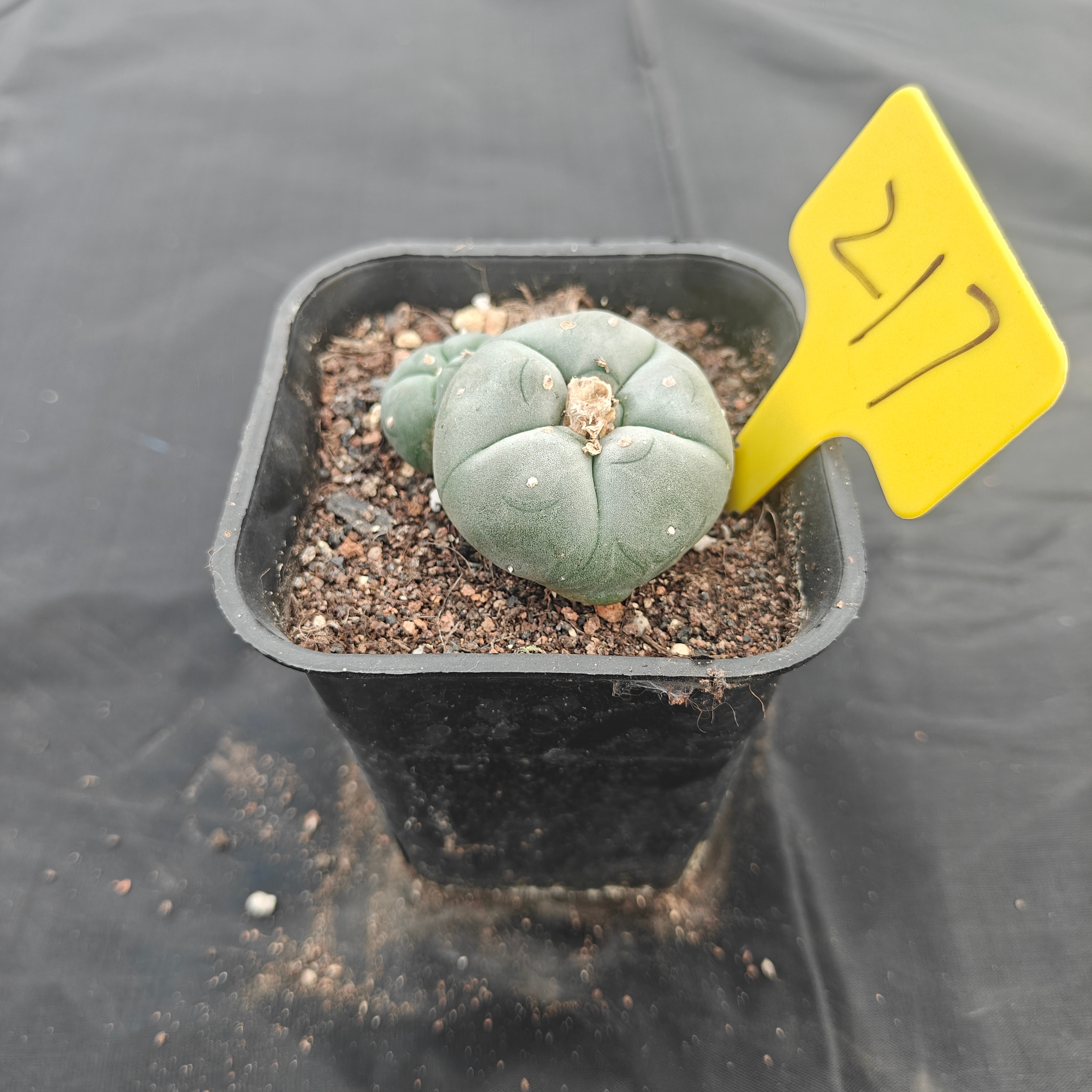 5cm（WYSIWYG）Lophophora w 217