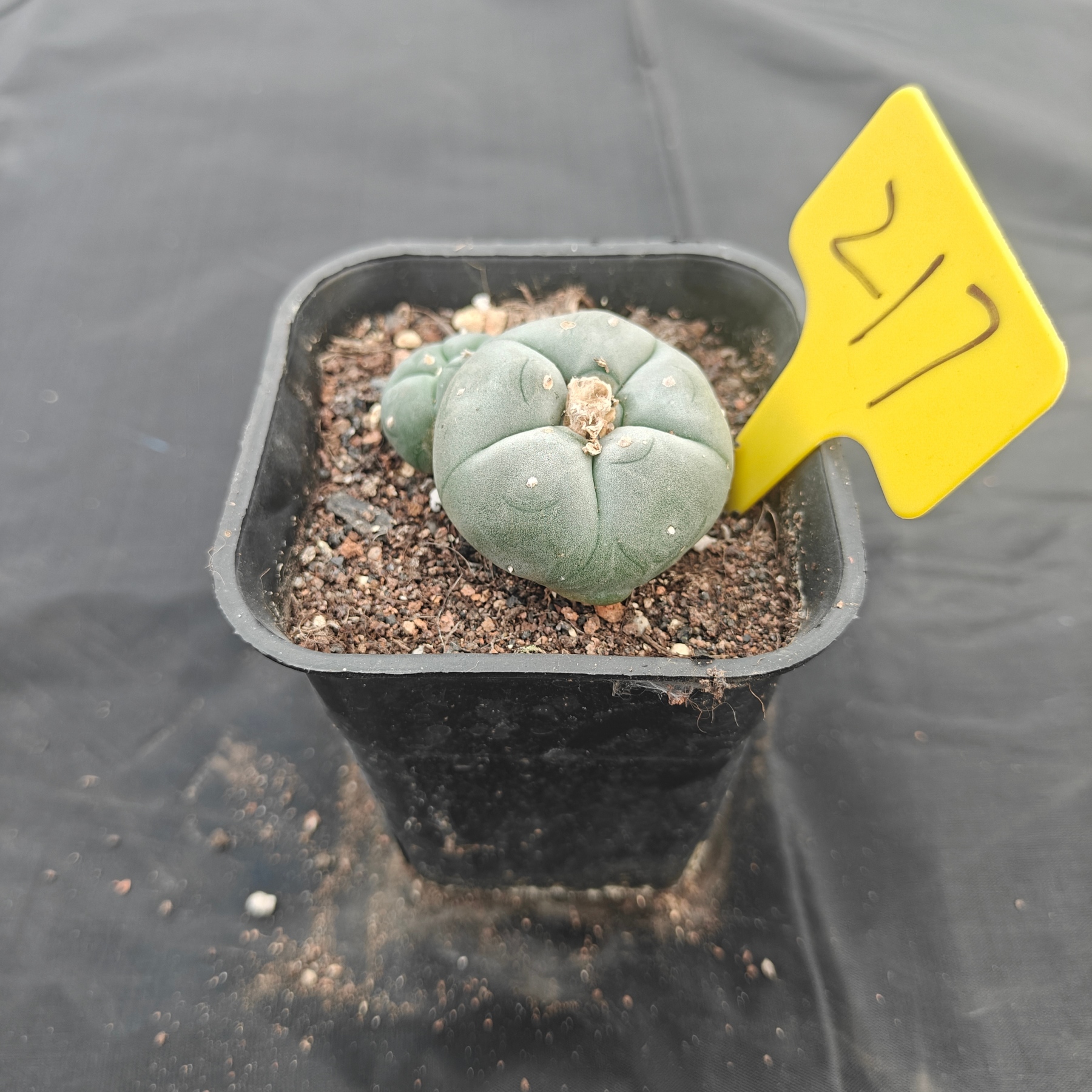 5cm（WYSIWYG）Lophophora w 217