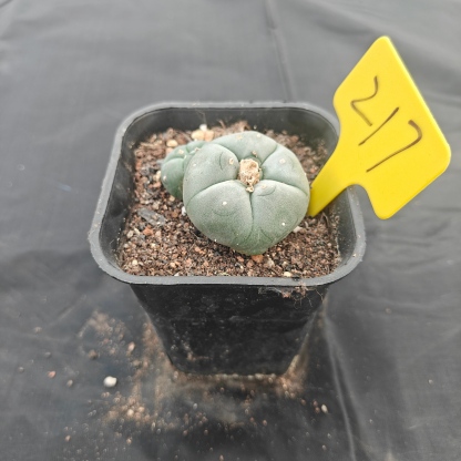 5cm（WYSIWYG）Lophophora w 217