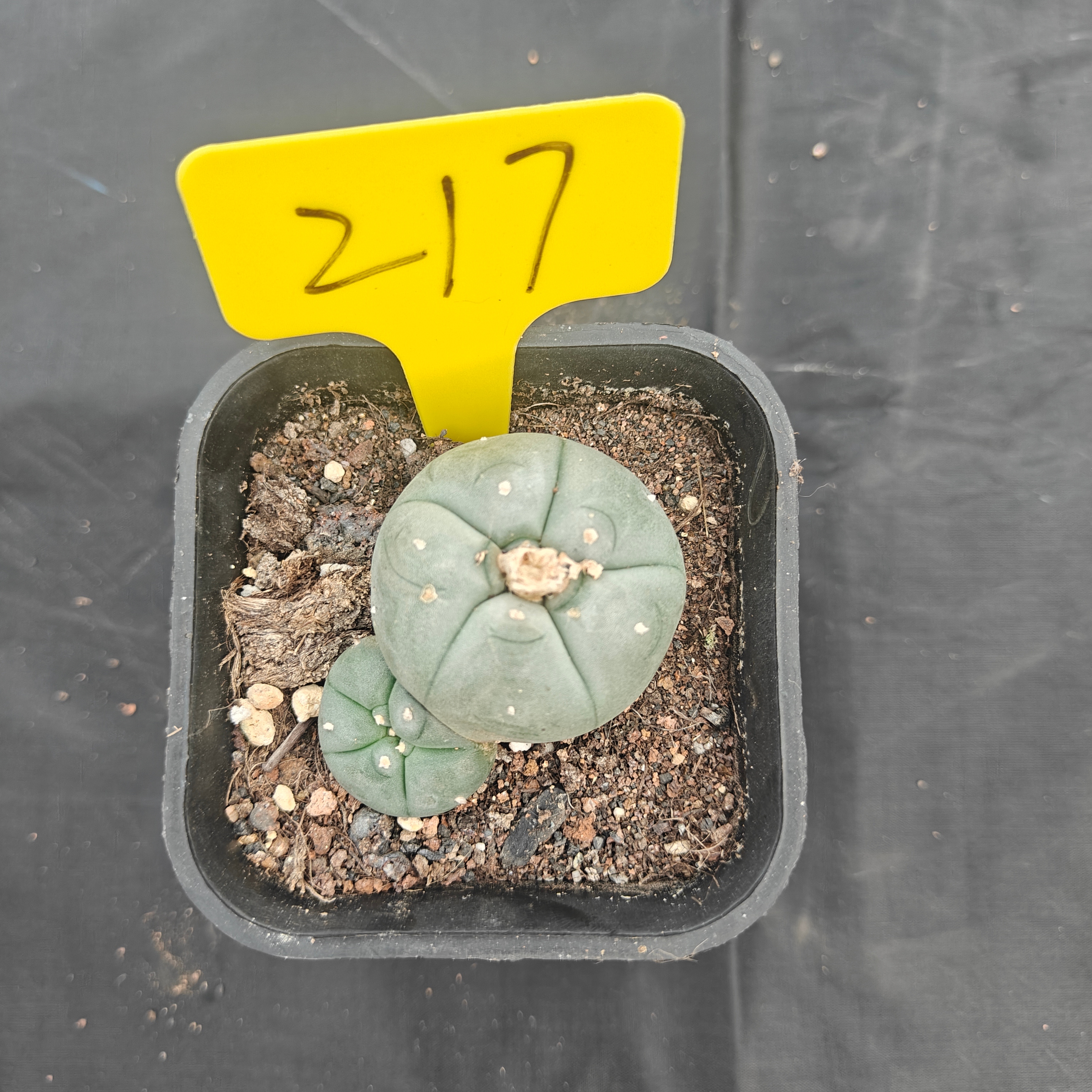 5cm（WYSIWYG）Lophophora w 217