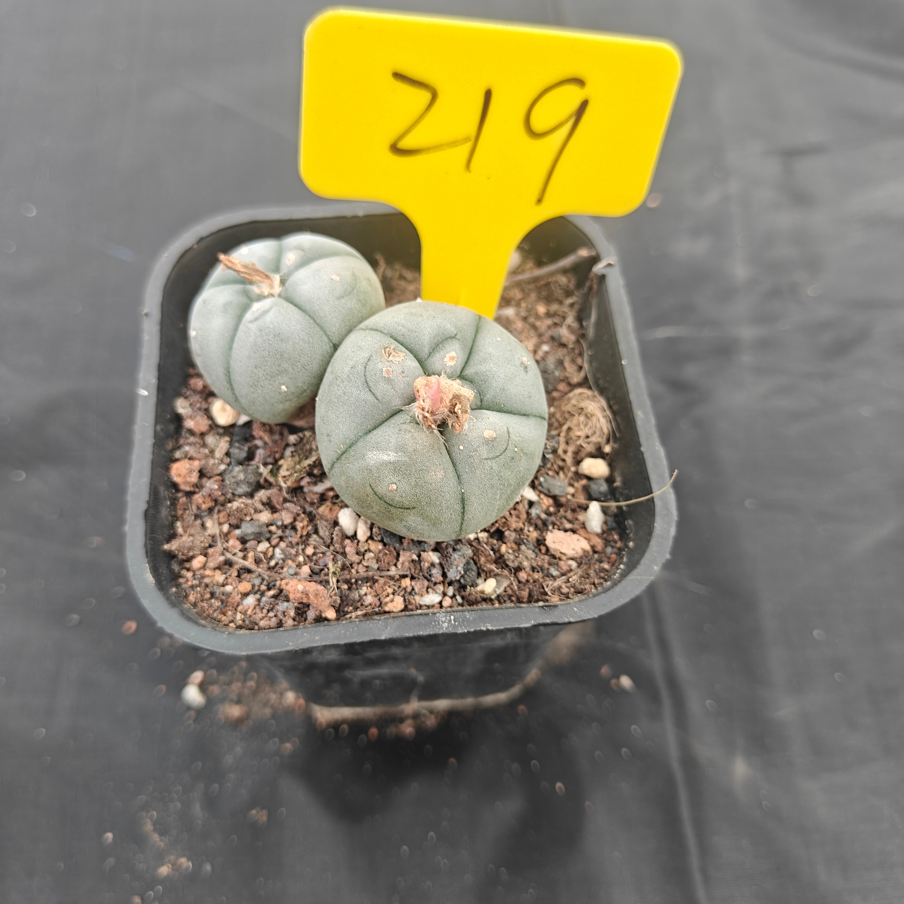 5cm（WYSIWYG）Lophophora w 219
