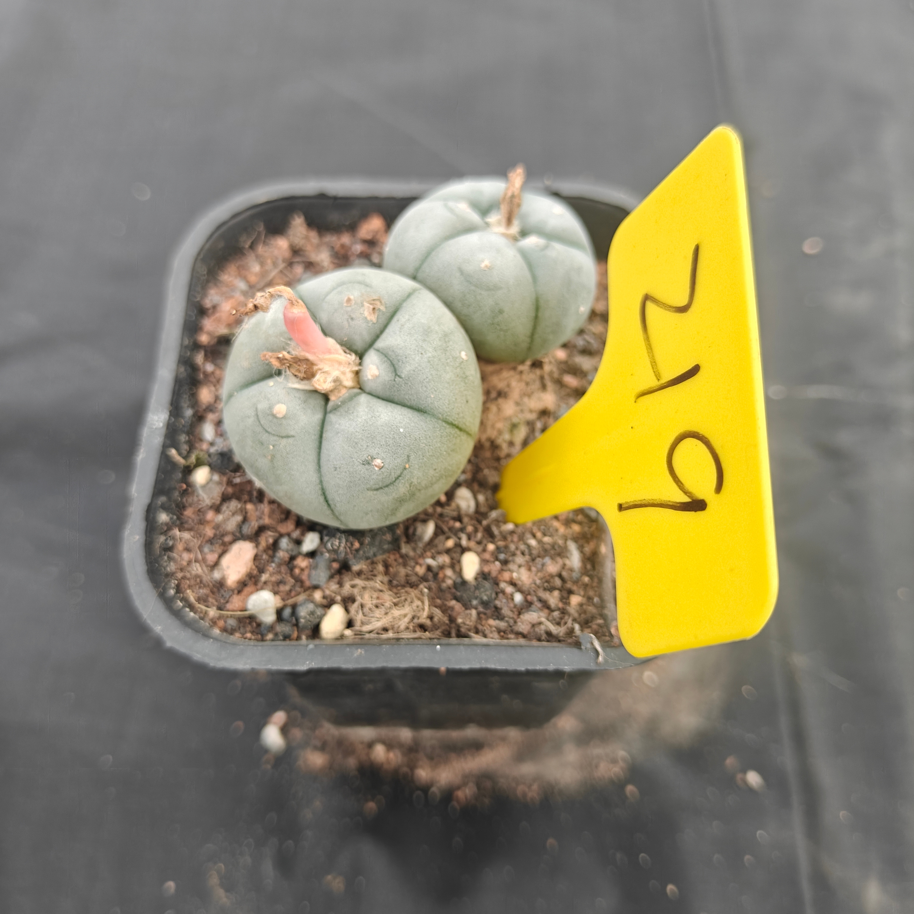 5cm（WYSIWYG）Lophophora w 219