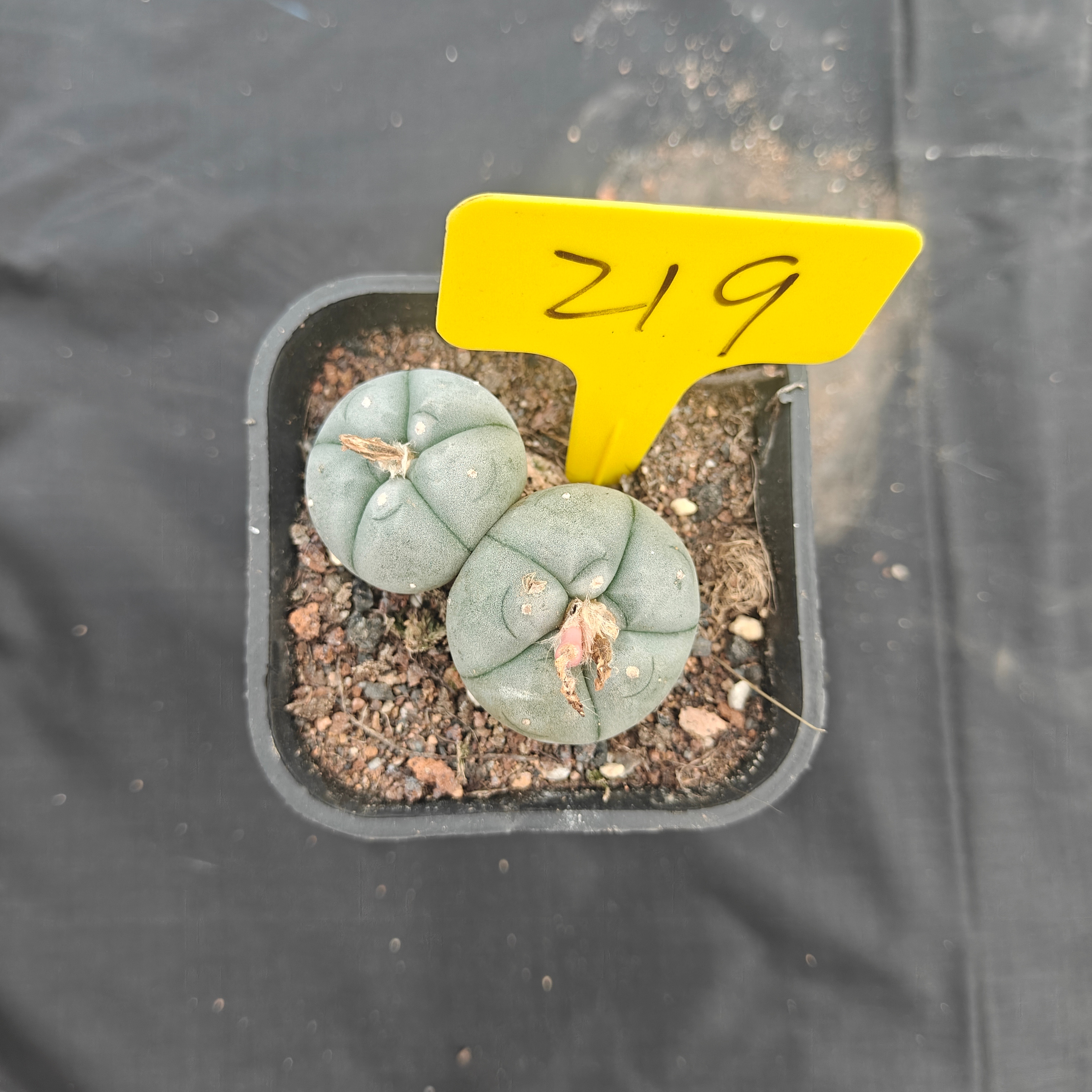 5cm（WYSIWYG）Lophophora w 219