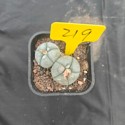 5cm（WYSIWYG）Lophophora w 219