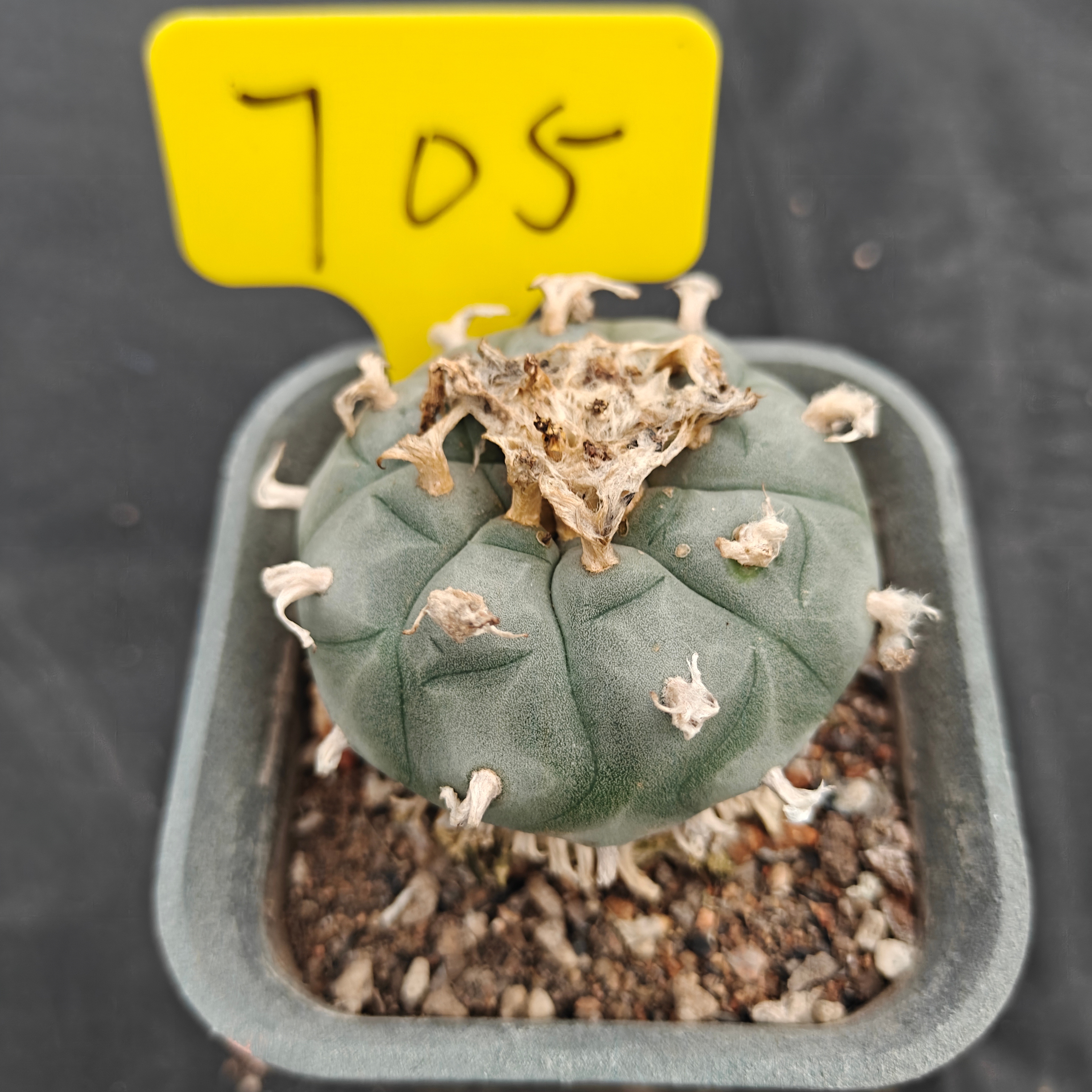 7cm（WYSIWYG）Lophophora w 705
