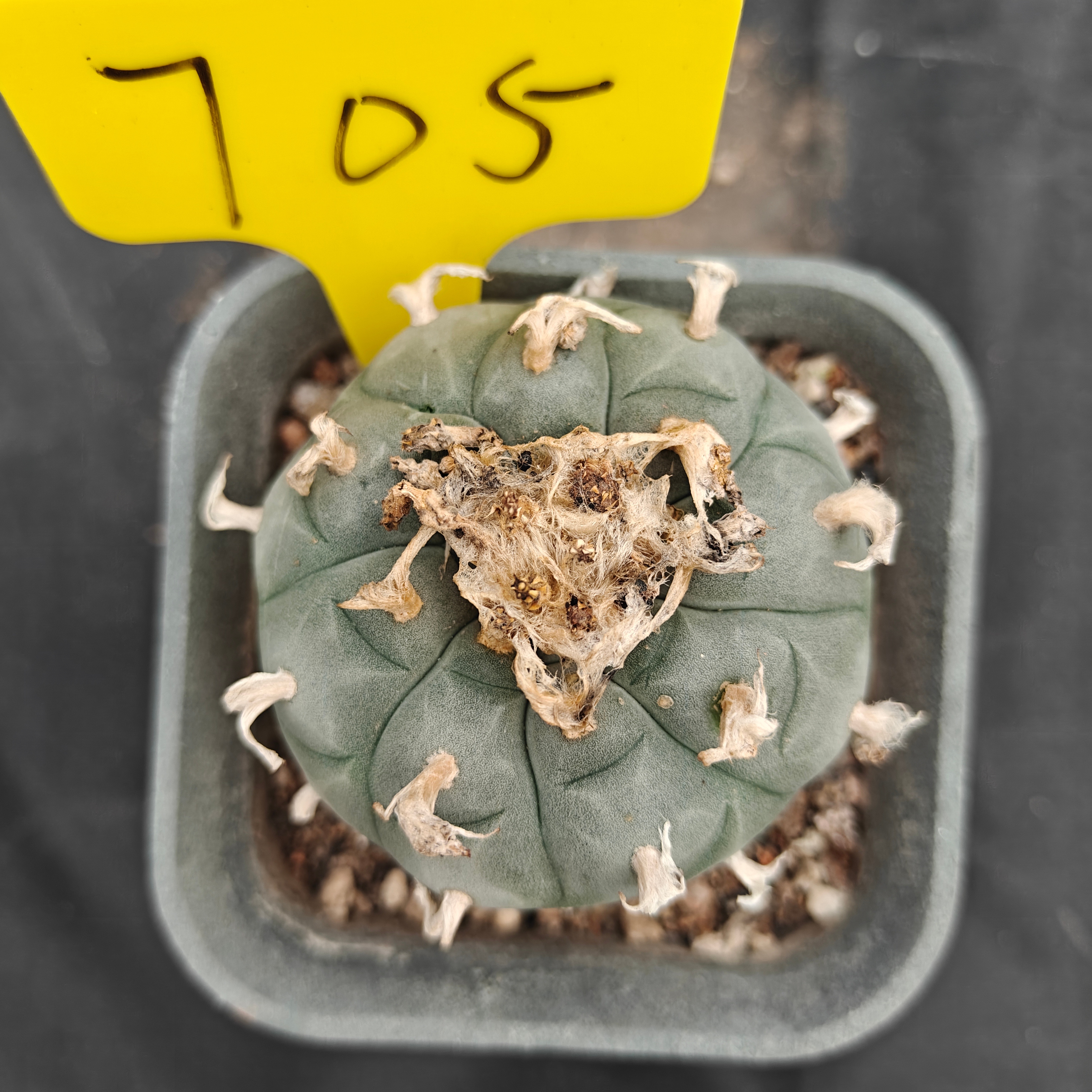 7cm（WYSIWYG）Lophophora w 705